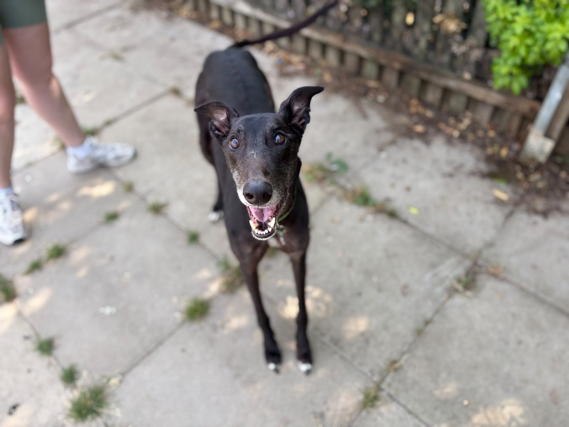 A happy black Greyhound with a collar stands on a paved path, looking up with ears pricked. Ben’s legs are visible to the left, and there is a fence and greenery in the background.