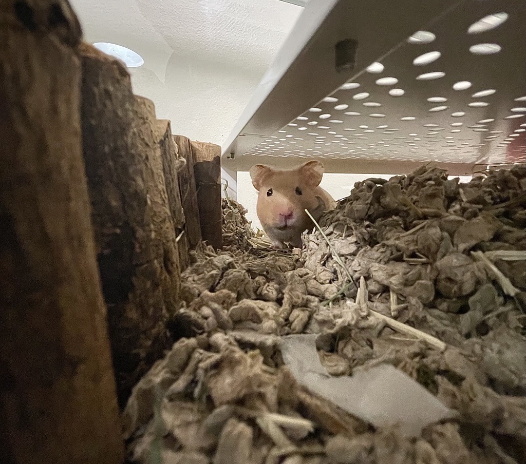 A hamster peers out from beneath a shelf, surrounded by bedding and wooden structures inside its enclosure.