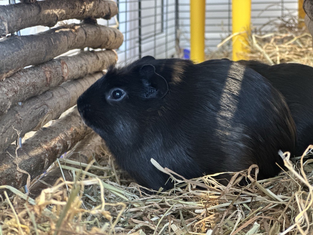 A black guinea pig sits on hay bedding in an enclosure, looking towards a wooden structure in soft lighting.
