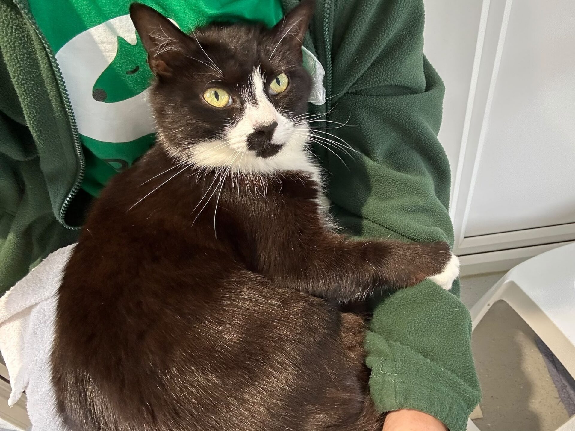 A black and white cat with yellow eyes sits on a person’s lap. The person is wearing a green jacket and a green shirt with a white dog graphic.