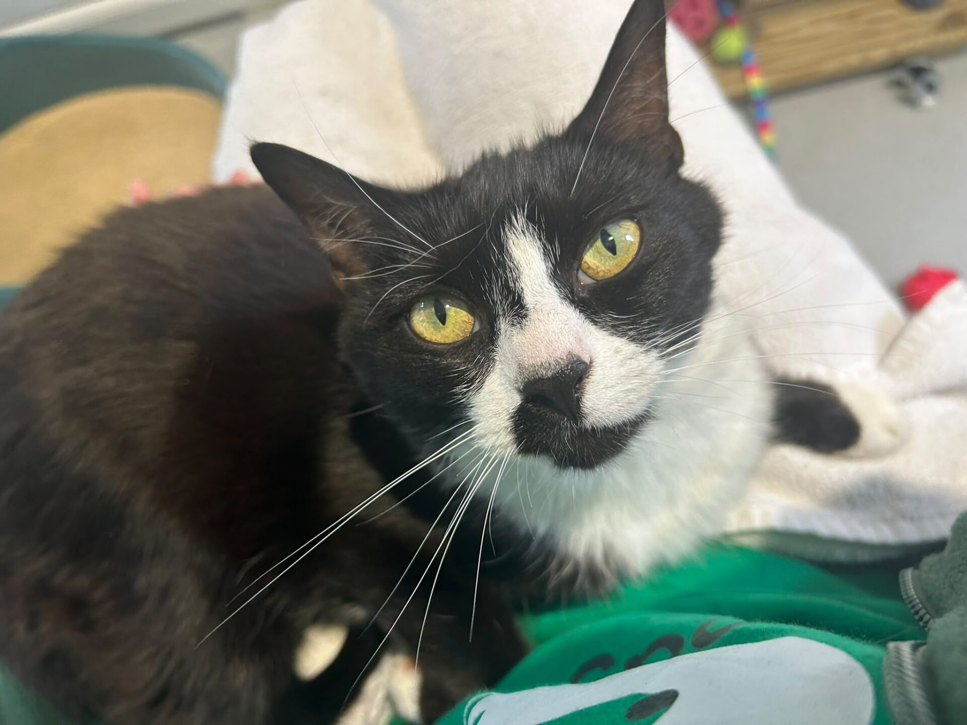 A black and white cat with yellow eyes looks up while sitting on a person wearing a green jumper.