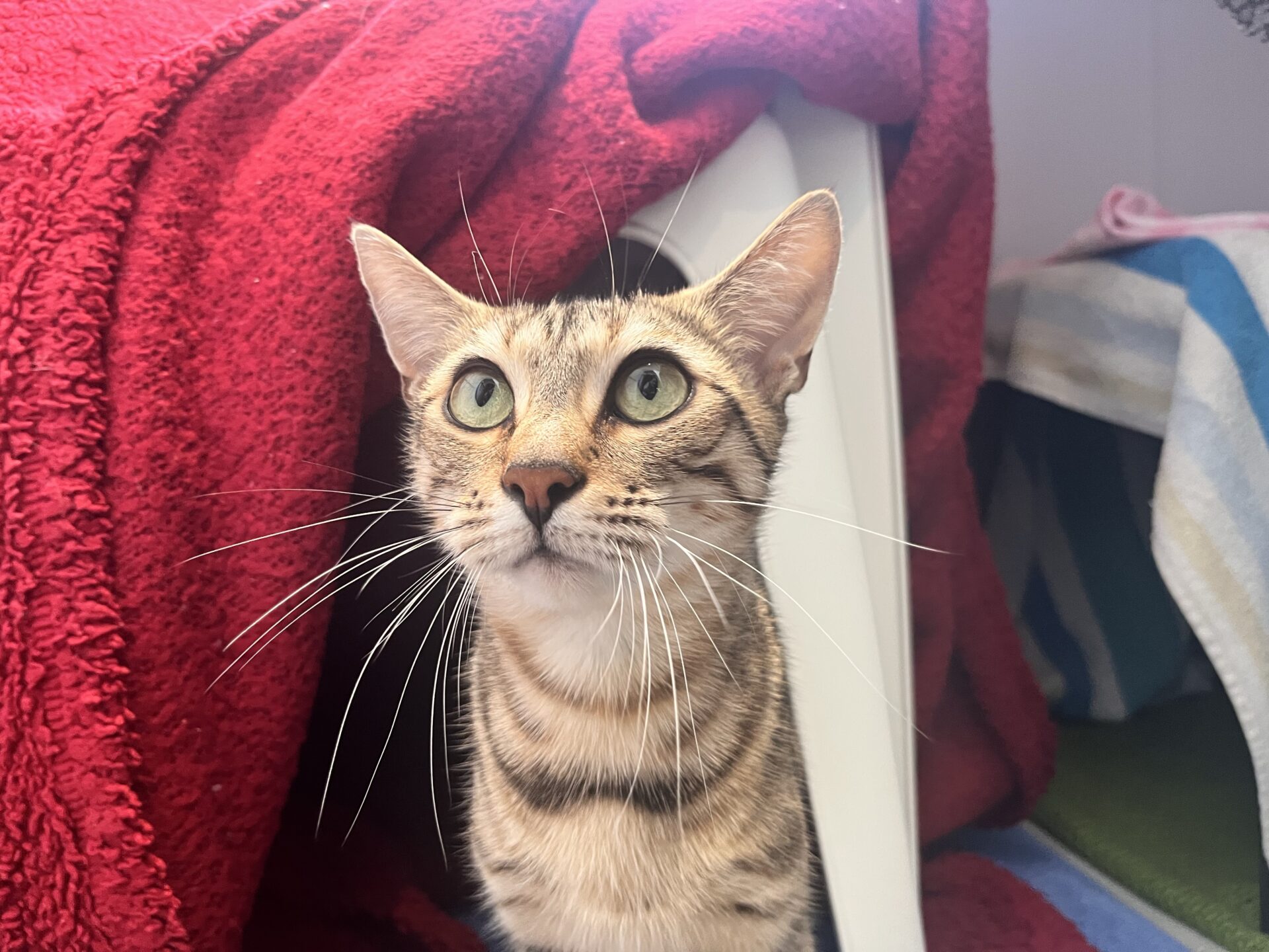 A brown tabby cat with green eyes looks up, sitting in front of a cosy blanket fort made of red and blue towels.