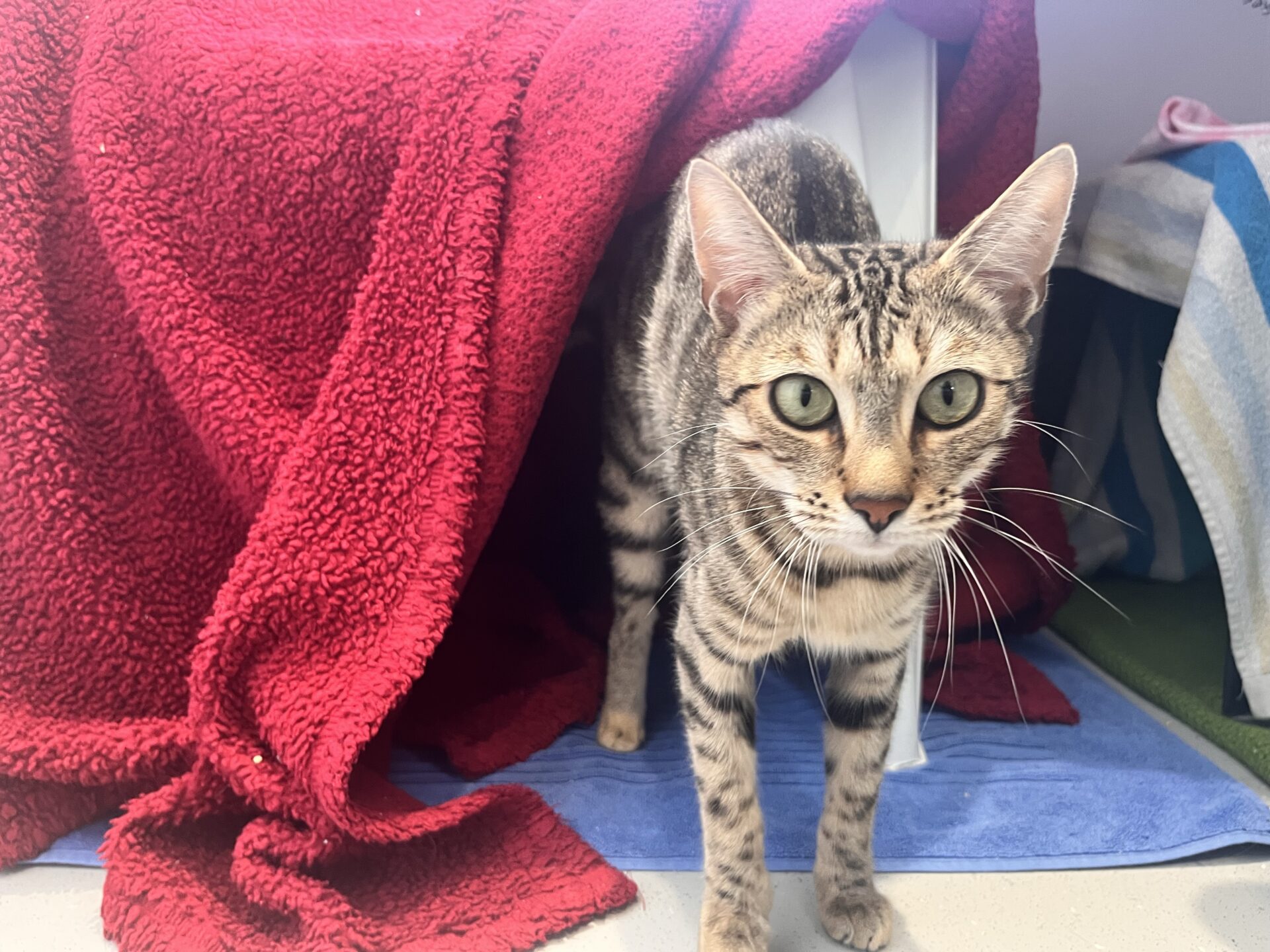 A tabby cat with green eyes stands on a blue towel, partially under a red blanket draped over a white object, looking curiously at the camera.