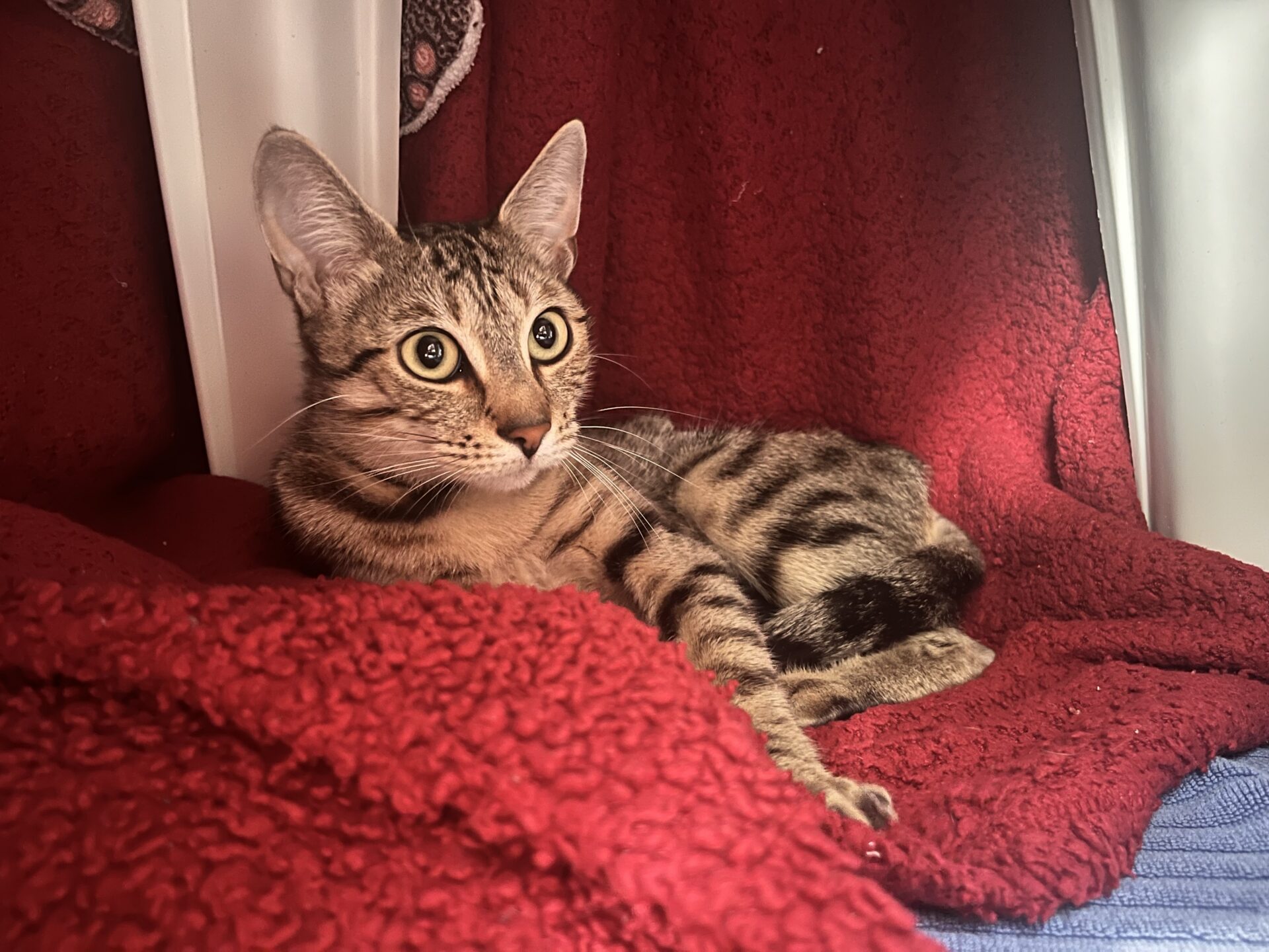 A tabby cat with wide eyes lies on a red textured blanket inside a cosy, enclosed space, looking slightly to the left.