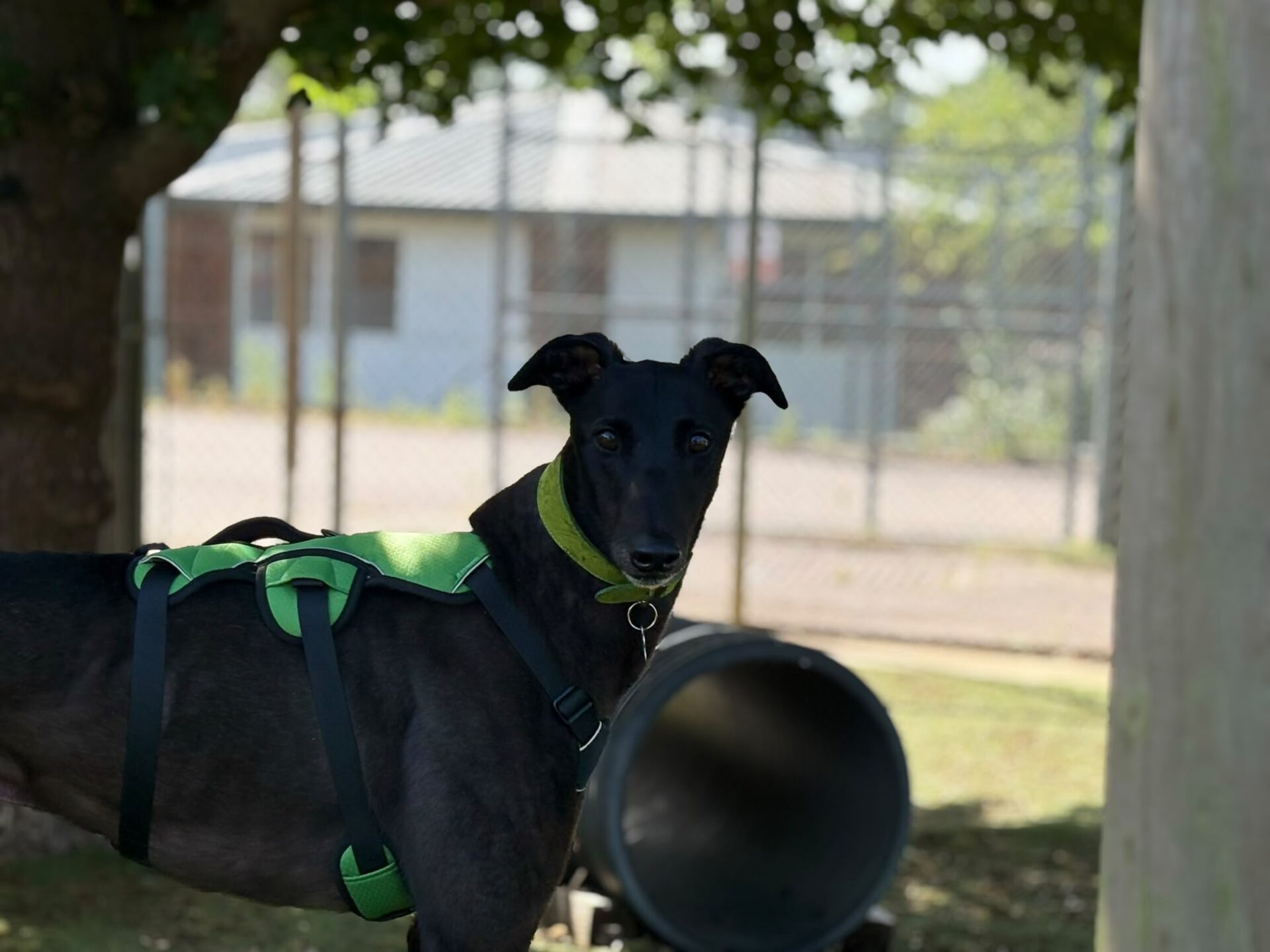 A black greyhound dog named Jerry, wearing a green harness and collar, stands outdoors near a large pipe, with a fence and trees in the background. Jerry looks alert and gazes directly at the camera.