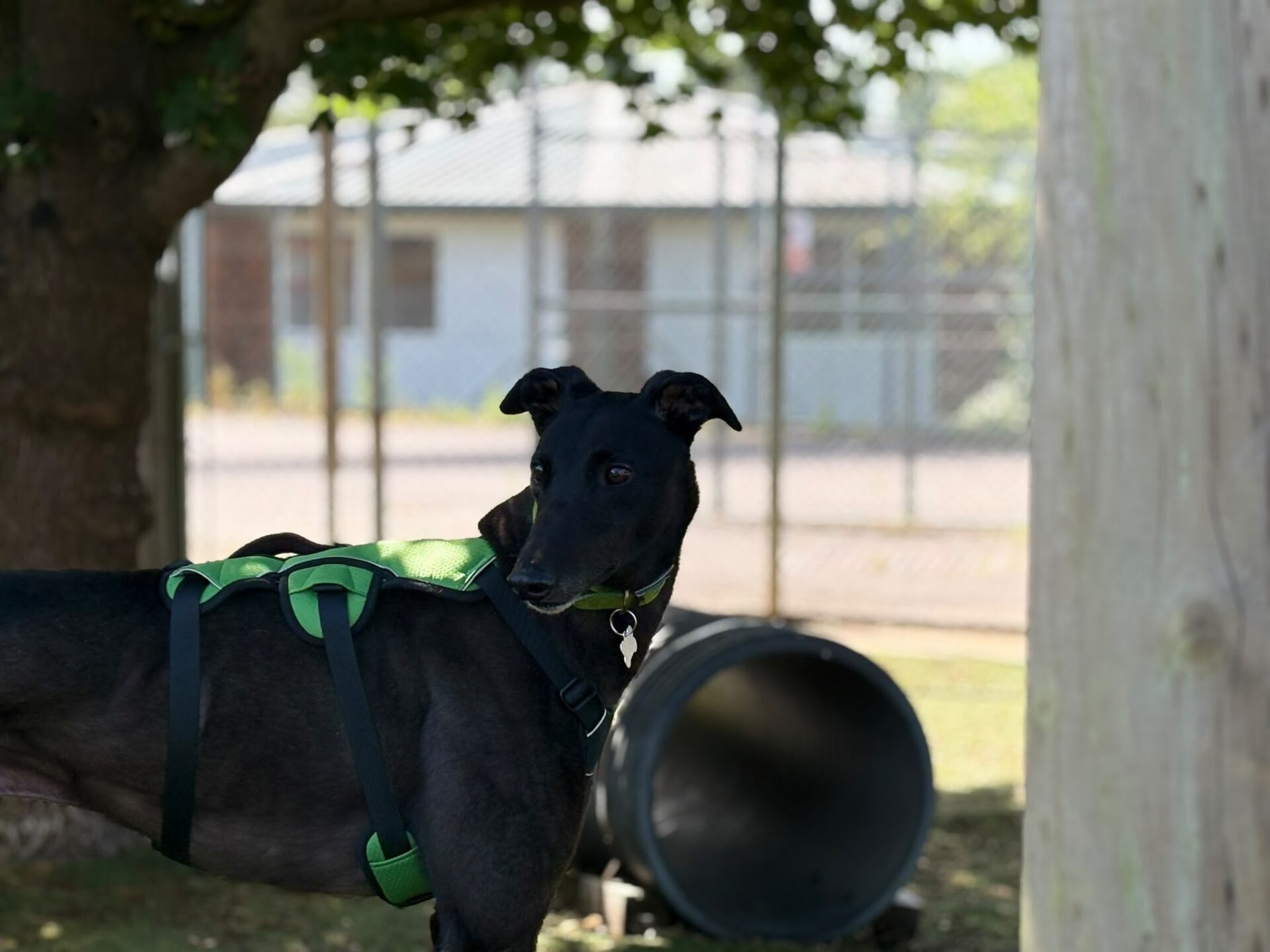 Jerry, a black greyhound dog wearing a green harness, stands outdoors near a large tube with a tree, fence, and building in the background. The alert dog turns its head to the left.