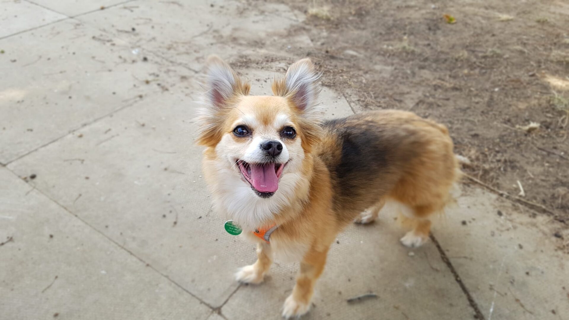 A small, fluffy brown and white chihuahua dog with pointy ears stands on a pavement, looking up and smiling with its mouth open. The background has earth and scattered leaves.