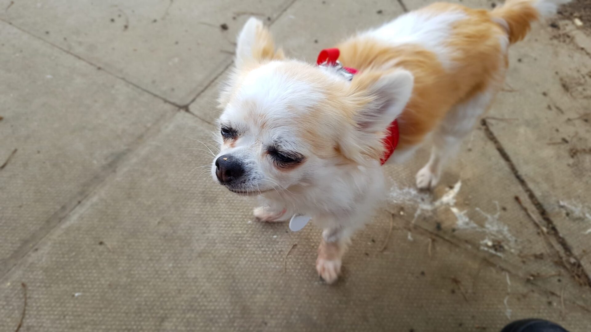 A small, long-haired chihuahua dog with white and tan fur stands on a paved surface, wearing a red ribbon round its neck. The dog has large ears and dark eyes, looking slightly to the side.