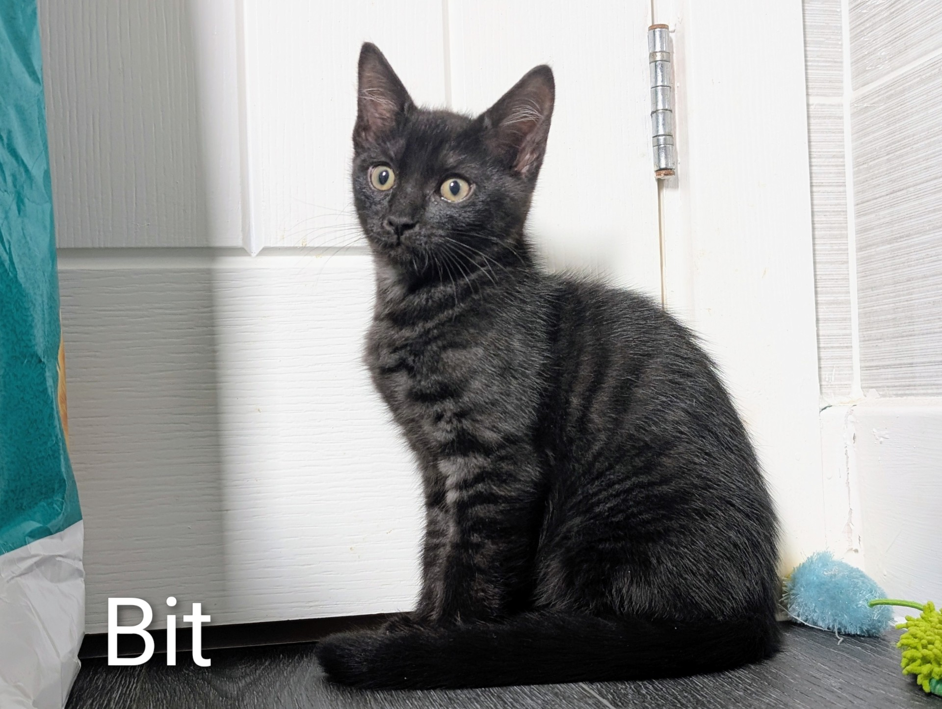 A black tabby kitten with yellow eyes sits on a dark floor by a white door. The word Bit appears in the lower left corner.