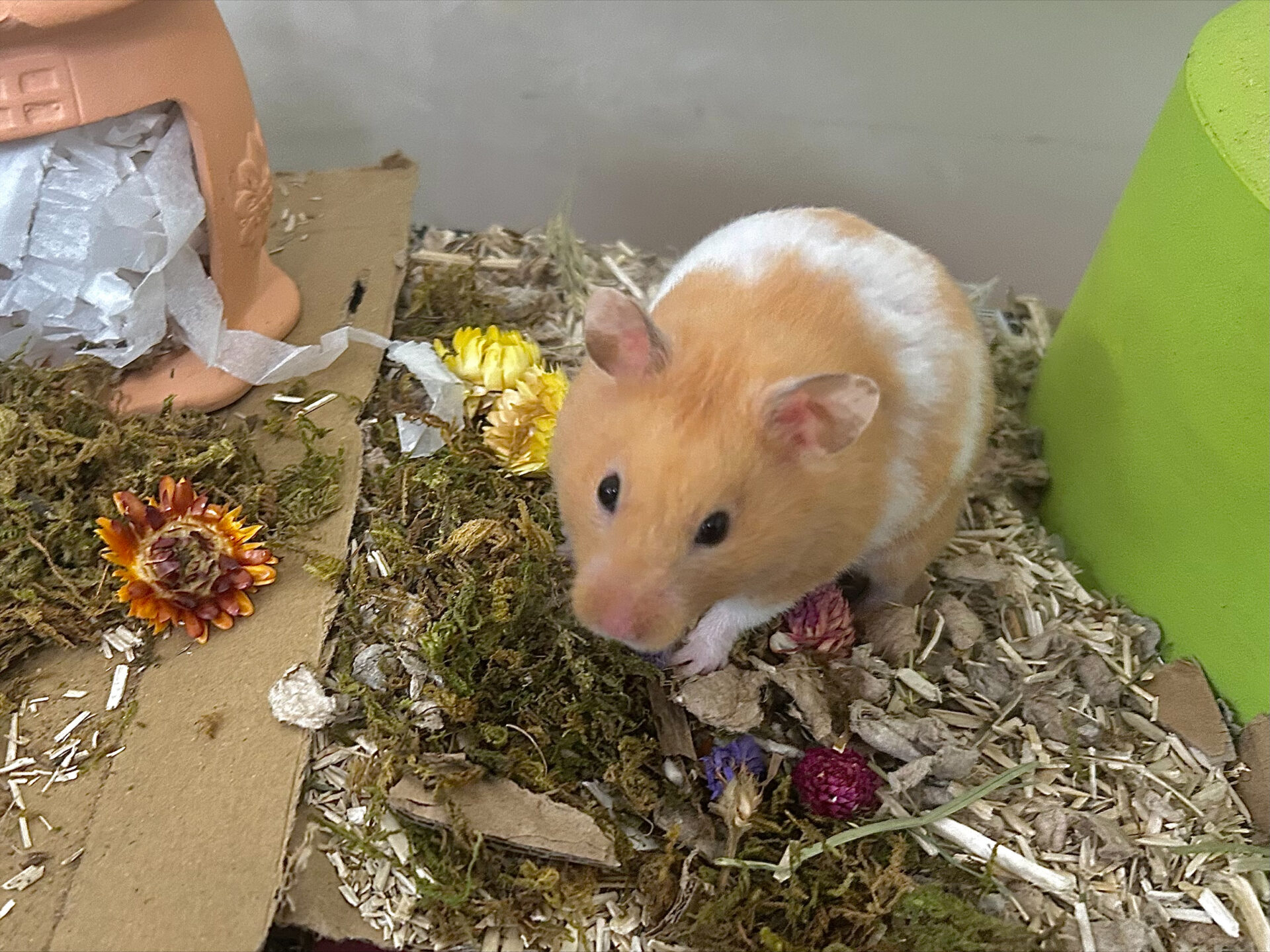 A ginger and white hamster stands on a bed of moss and paper bedding, surrounded by colourful dried flowers, near a green object and a small clay house.