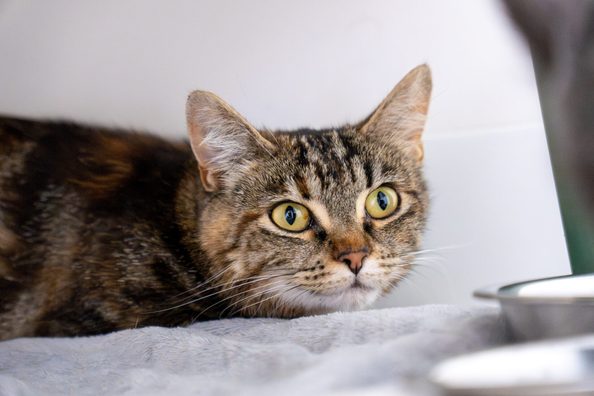 A tabby cat with green eyes lies on a soft grey surface, looking alertly to the side. Metal bowls are visible nearby.