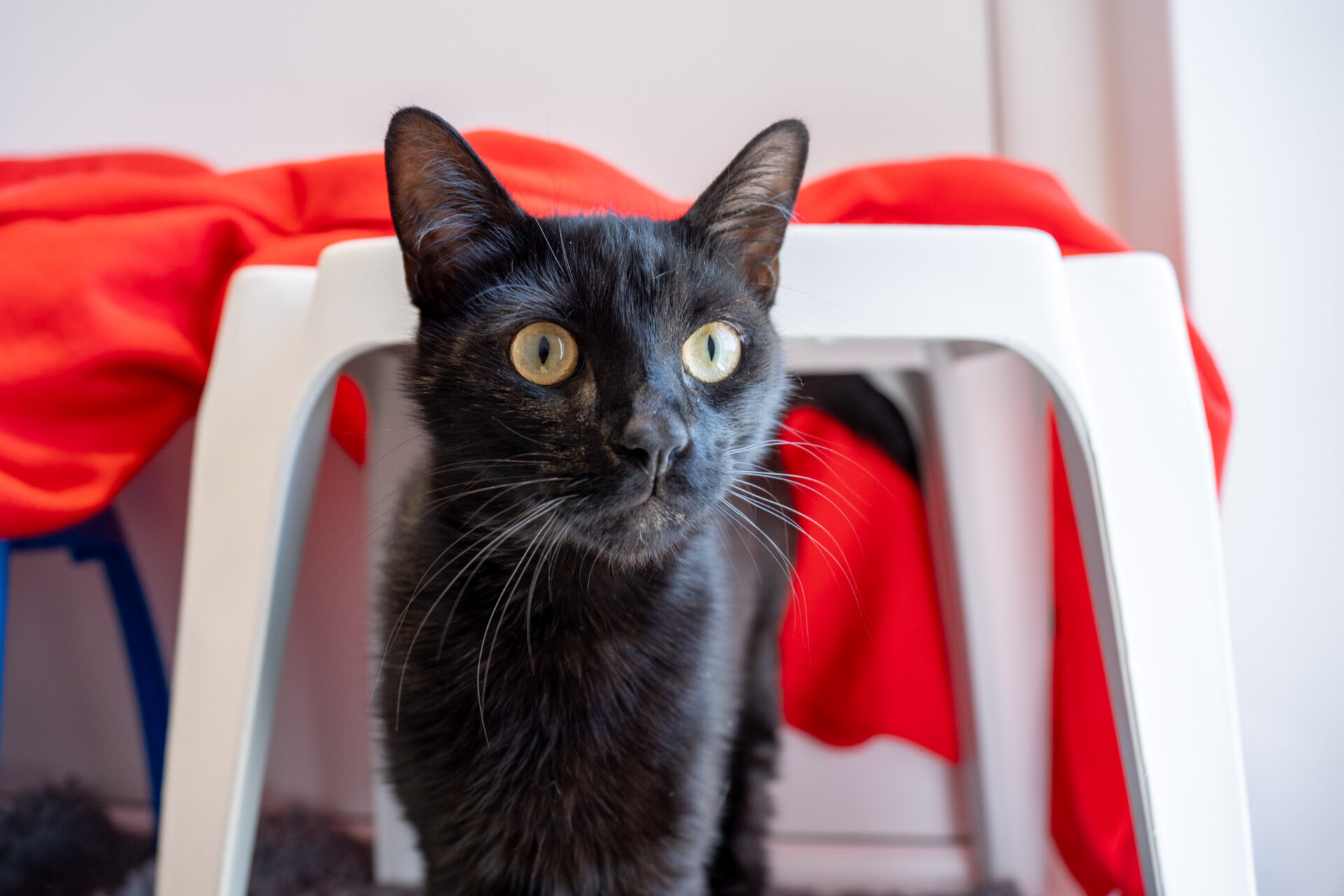 A black cat with yellow eyes stands under a white stool with a bright red cloth draped over it, looking slightly to the left.