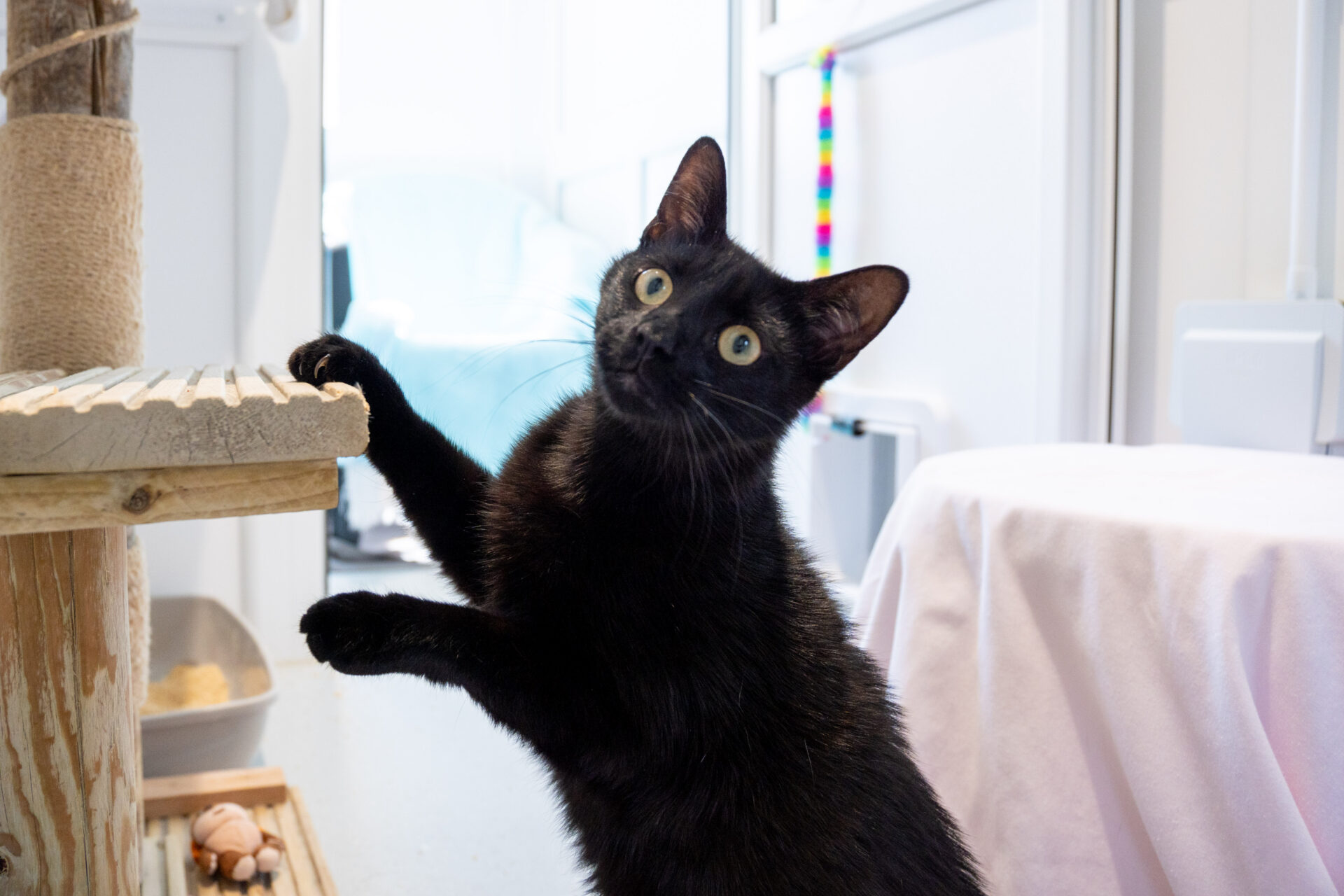 A black cat with wide, curious eyes stands on its hind legs, placing its front paws on a wooden scratching post in a bright indoor room. Cat toys and a covered object are visible in the background.