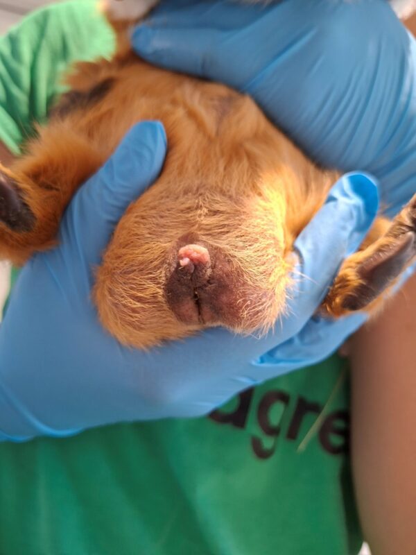A person wearing blue gloves holds a guinea pig, show its genitals.
