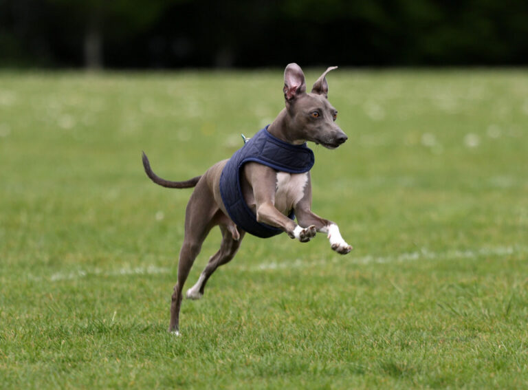 A slender grey dog wearing a blue jacket runs energetically across a grassy field, with one front paw lifted and ears perked up.