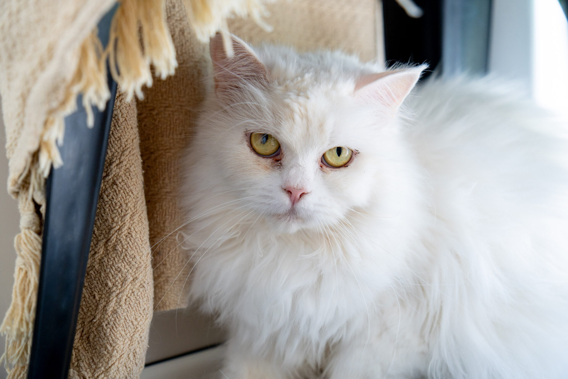 A fluffy white cat with yellow eyes sits indoors near a beige textured fabric, looking directly at the camera.