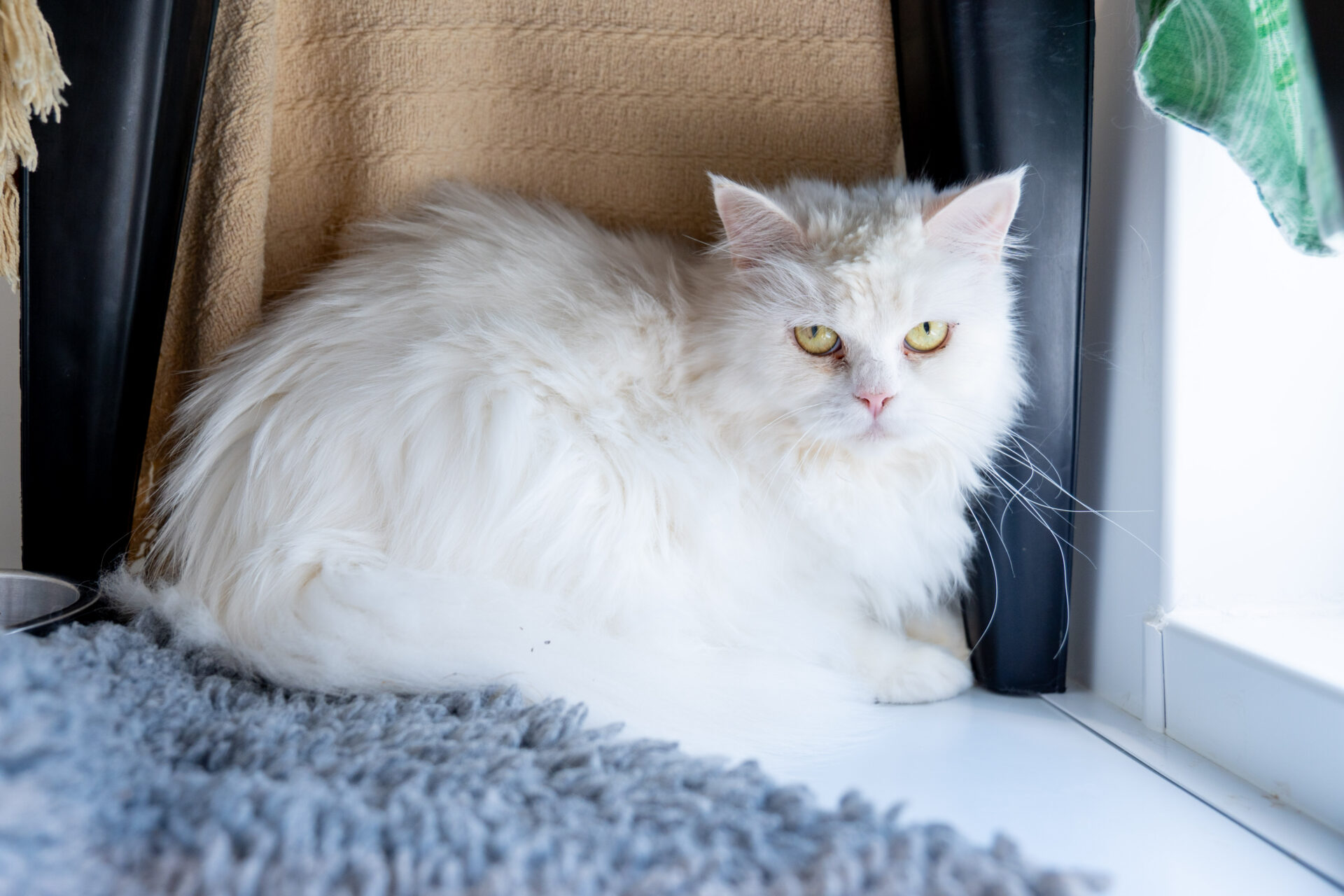 A fluffy white cat with yellow eyes sits on a windowsill next to a soft grey rug, with a tan towel and black chair legs behind it.