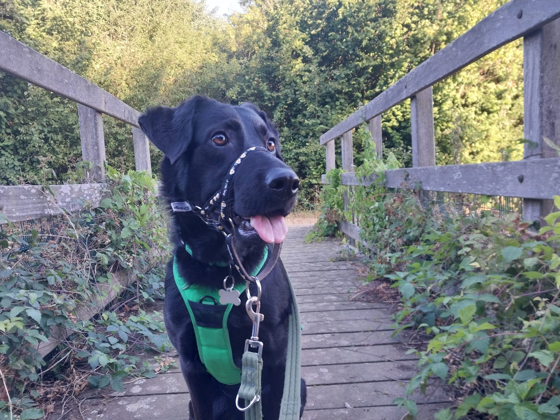 A black dog named Molly, a Labrador cross German Shepherd, wearing a green harness and black lead stands on a wooden bridge surrounded by greenery, looking to the left with her tongue out.