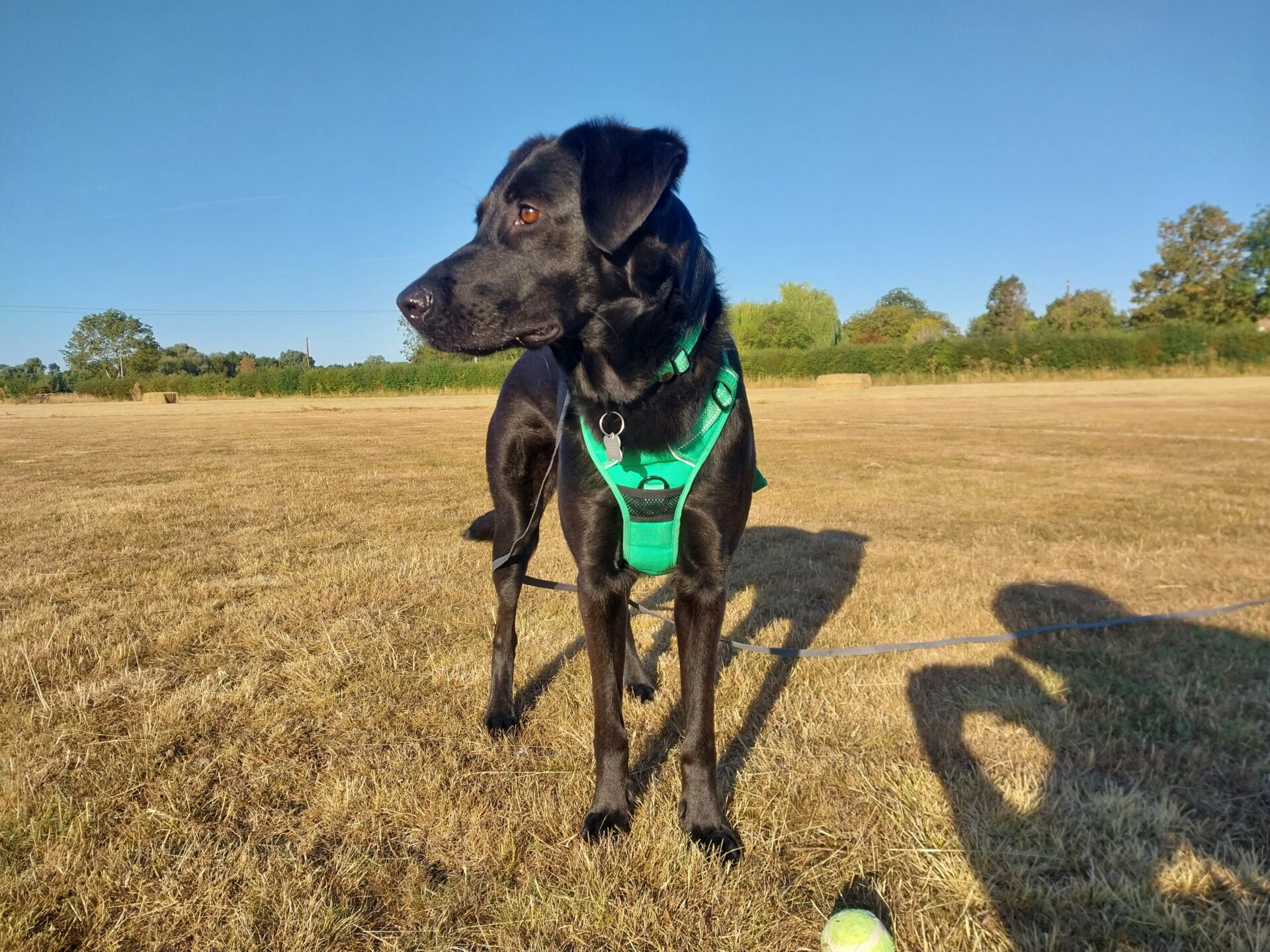 A black dog, possibly a German Shepherd and Labrador cross named Molly, wearing a bright green harness stands on dry grass in a sunny field, looking to the side. A tennis ball and a person’s shadow holding a camera are visible in the foreground.