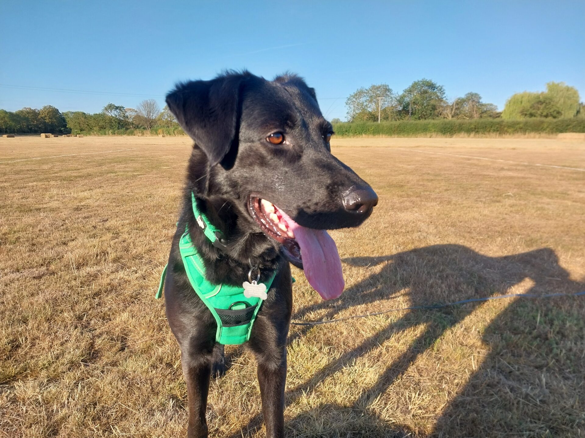 Molly, a black Labrador cross German Shepherd dog, wearing a green harness stands on dry grass in a sunny field, looking to the side with her tongue out. Trees and blue sky are visible in the background.