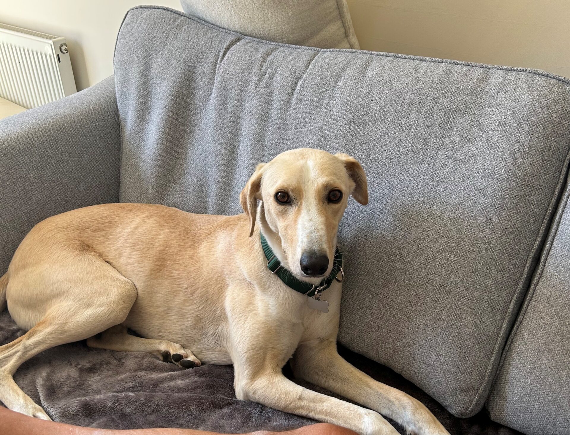 A light tan lurcher dog with a green collar is lying on a grey sofa, looking at the camera. Part of a person’s arm is visible next to Mr Chips.