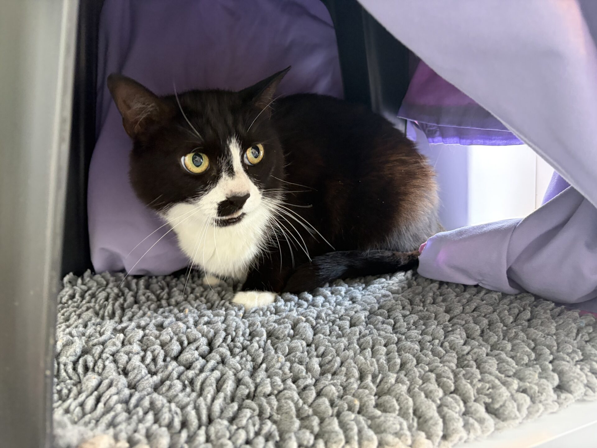 A black and white cat with wide eyes lies on a grey textured mat inside a cosy, purple fabric enclosure, looking alert.