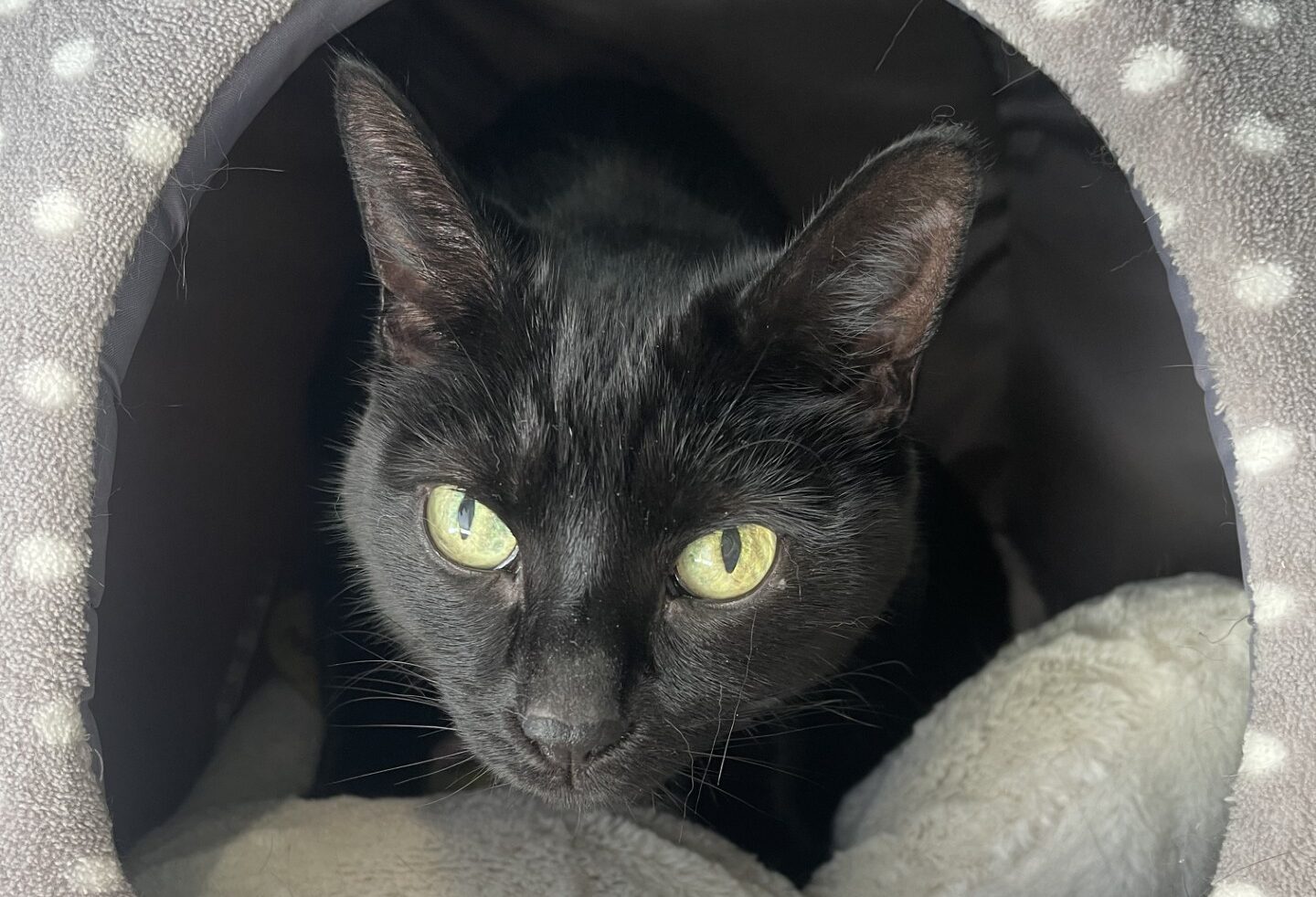 A black cat with green eyes sits inside a grey, polka-dotted cat bed, looking out from the opening. There is a light-coloured blanket inside the bed.
