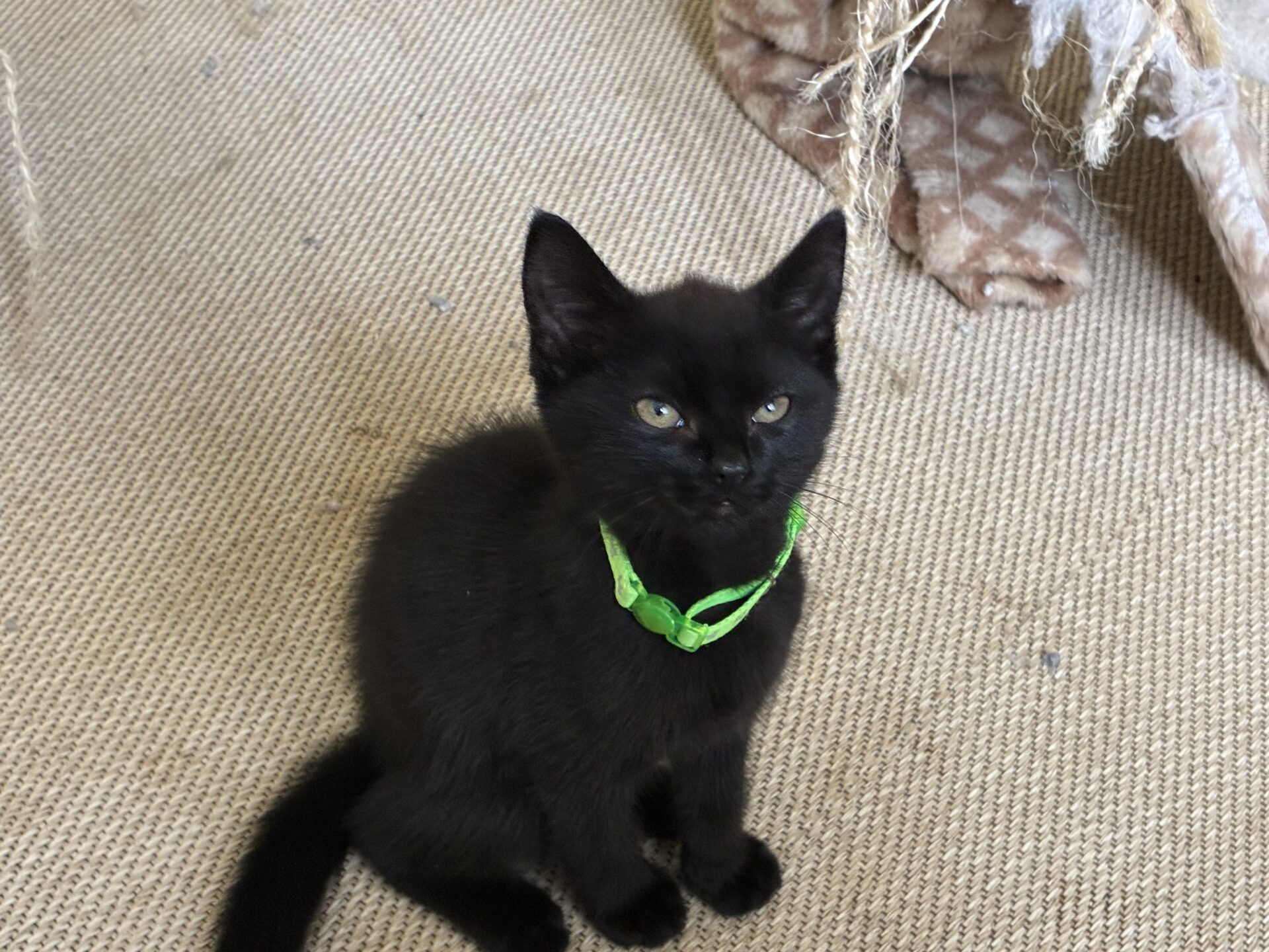 A small black kitten with a green collar sits on a tan carpet, looking up. There are cat scratchers and toys in the background.