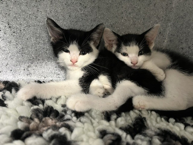 Two black and white kittens lie close together on a soft, patterned blanket, looking at the camera in a cosy indoor setting.