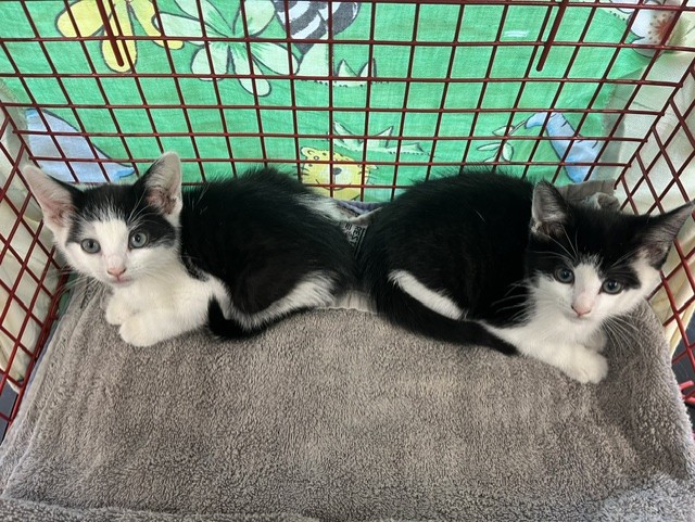 Two black and white kittens sit side by side in a red wire basket lined with a grey towel, with a colourful butterfly-patterned cloth in the background.