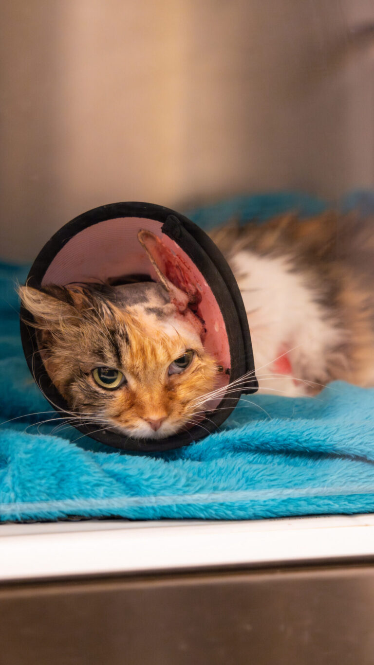 A cat with a wound on its head lies on a blue blanket, wearing a protective collar. The cat appears tired or resting inside what looks like a veterinary surgery or animal hospital.