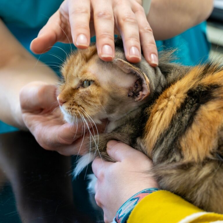 A vet examines a calico cat’s ear whilst another person gently holds the cat during a check-up.