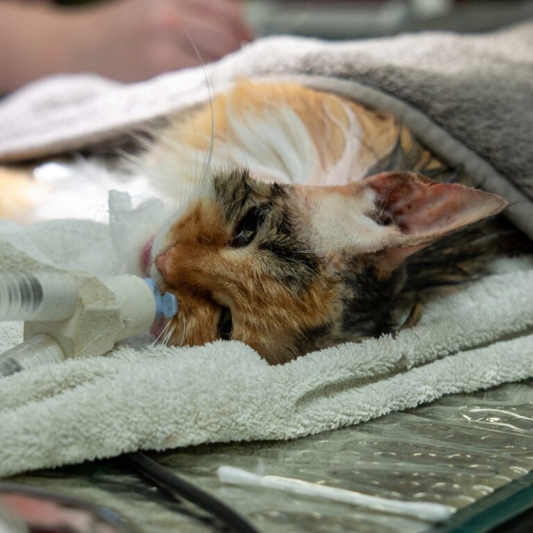 A tortoiseshell cat lies on a towel, partially covered by a blanket, with a breathing tube in its mouth, suggesting it is undergoing a medical procedure or surgery at a veterinary clinic.