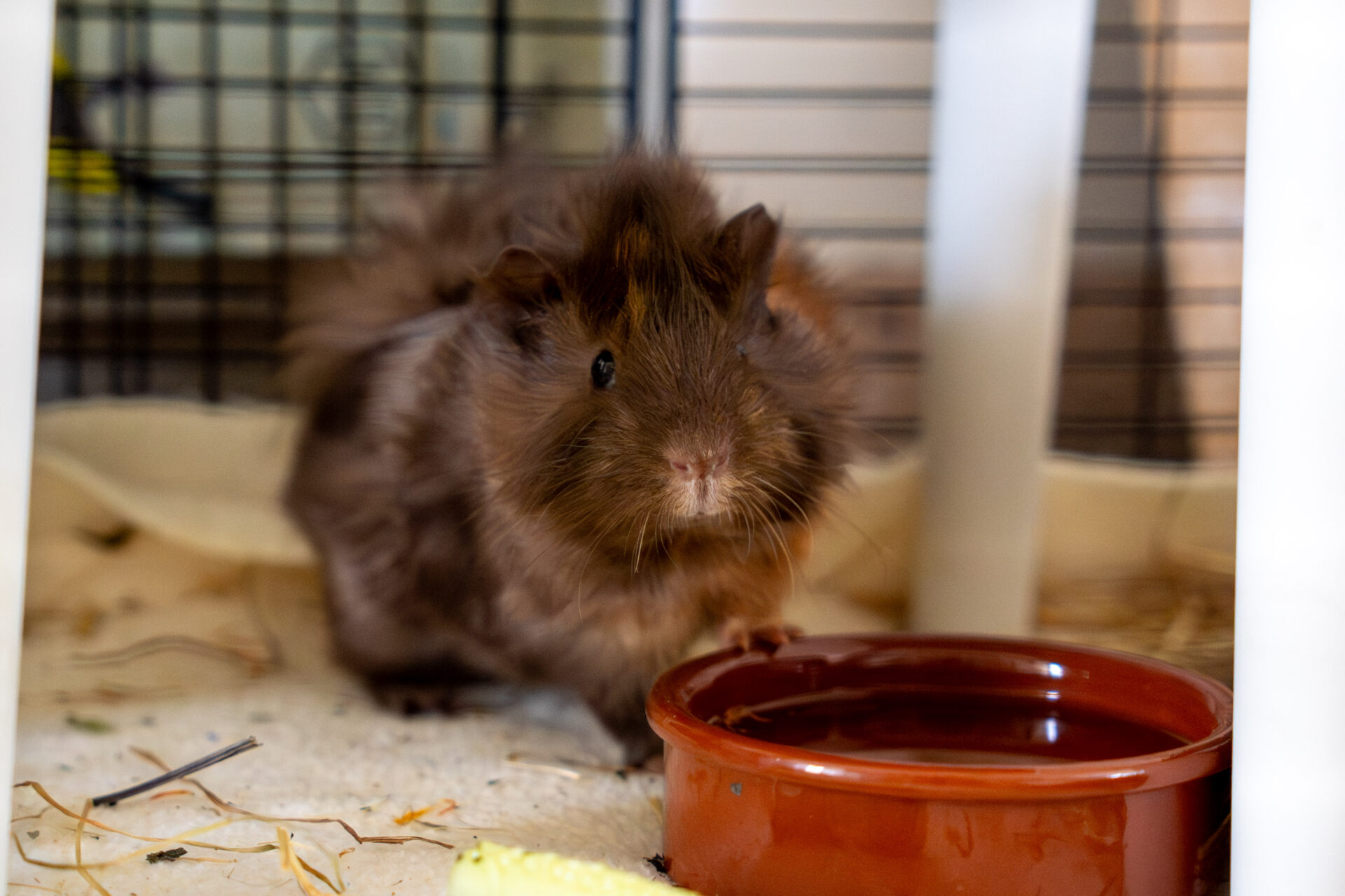 A fluffy brown guinea pig stands on bedding inside its enclosure next to a small brown water dish.