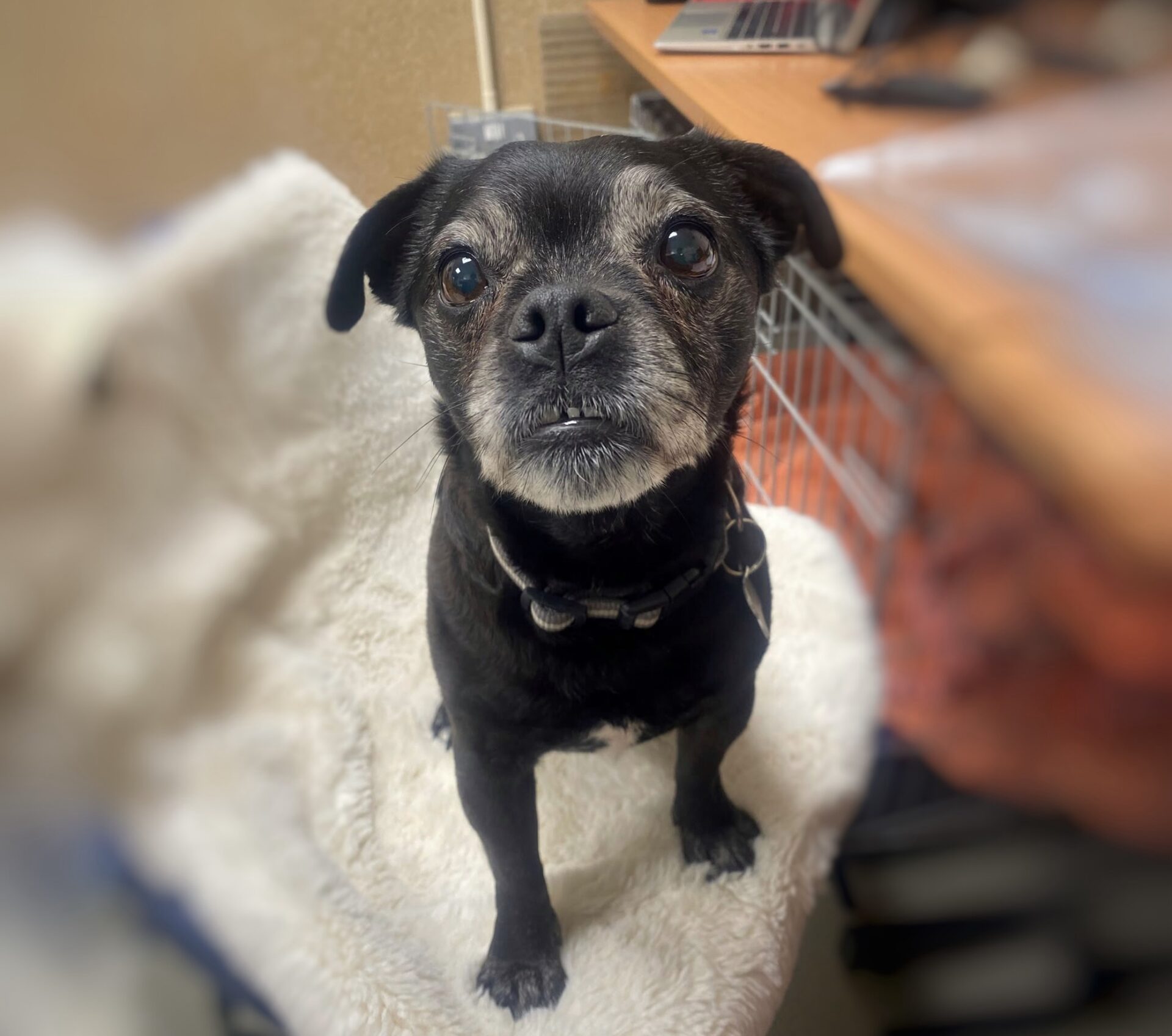 A small black Jack Russell cross Pug with grey fur on its face sits on a white fluffy blanket, looking up with wide eyes. The background shows a desk and shelves, slightly out of focus.