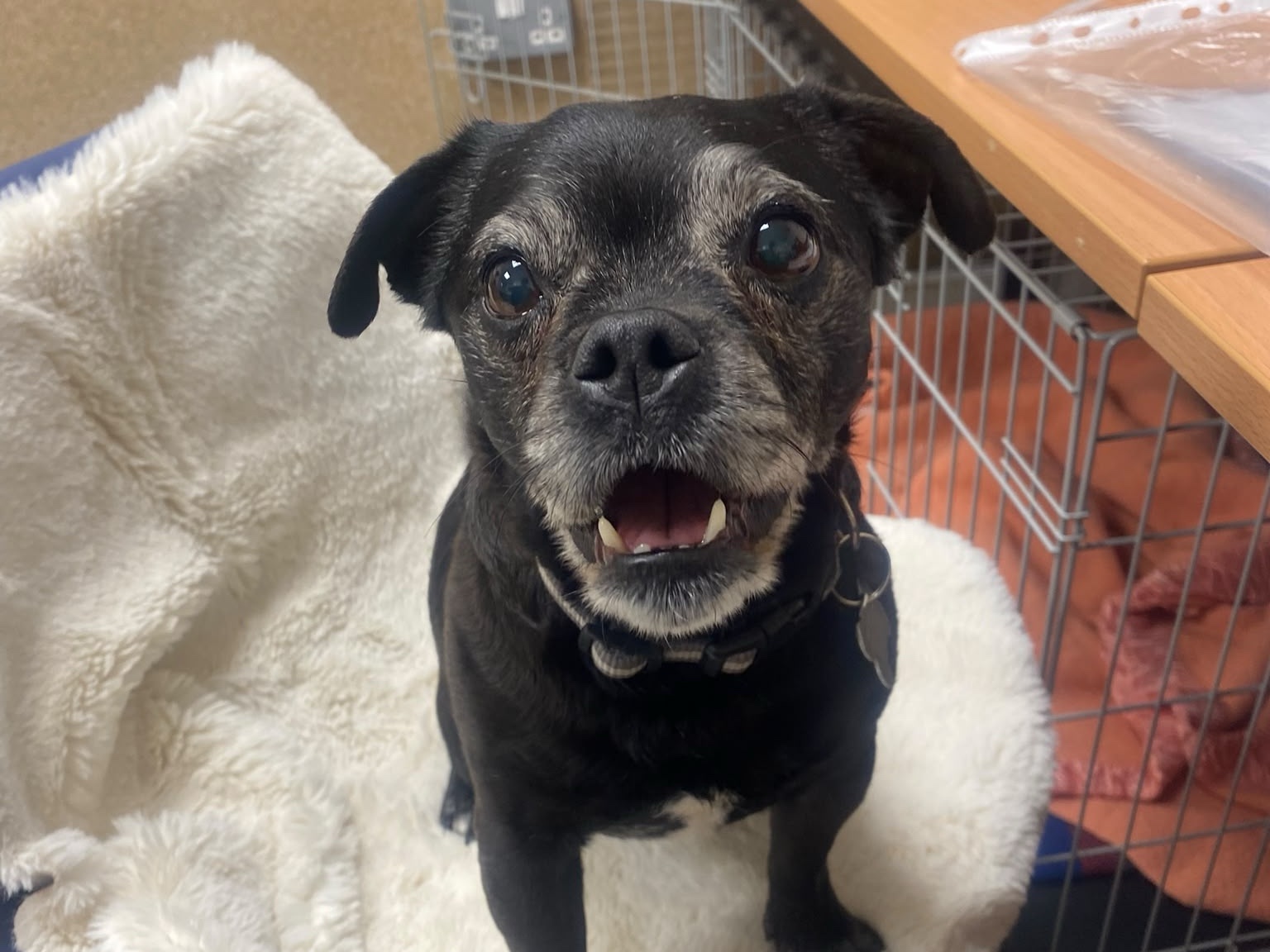 A small black dog with grey fur around its muzzle sits on a soft white blanket, looking up with its mouth open. The background shows a metal crate and a wooden desk.