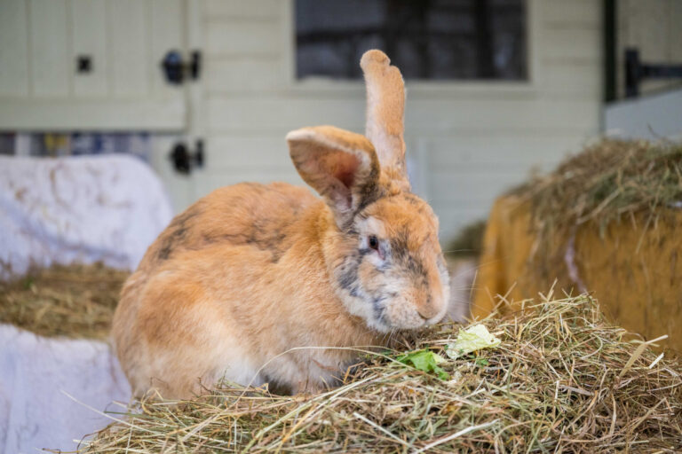 A large, brown rabbit—abandoned at a vet practice—sits with one ear upright atop a pile of hay in a barn, nibbling on leafy greens. The background shows a white wooden wall and more bales of hay, highlighting the importance of compassion and care for every animal because Pets Matter.