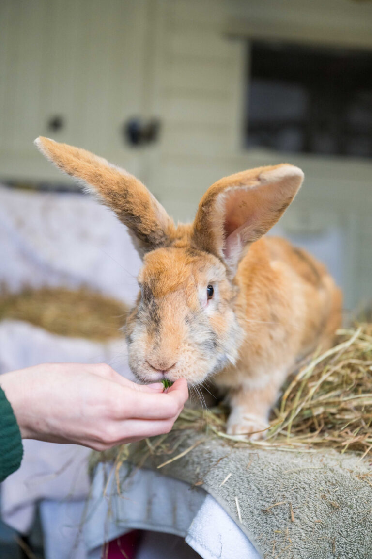 A person’s hand feeds a large, light brown rabbit with tall ears. Abandoned at a vet practice, the rabbit now sits on a pile of hay indoors, looking directly at the camera—proof that every animal’s story matters to Pets Matter.