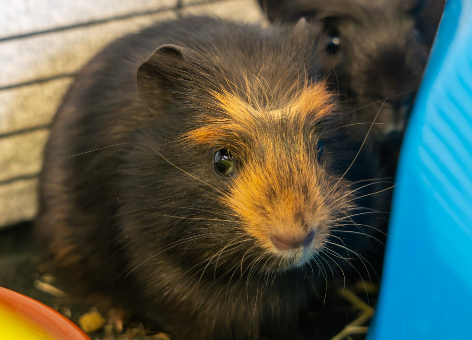 A close-up of a guinea pig with dark brown fur and orange markings on its face, sitting next to a blue object, with another guinea pig partially visible in the background.
