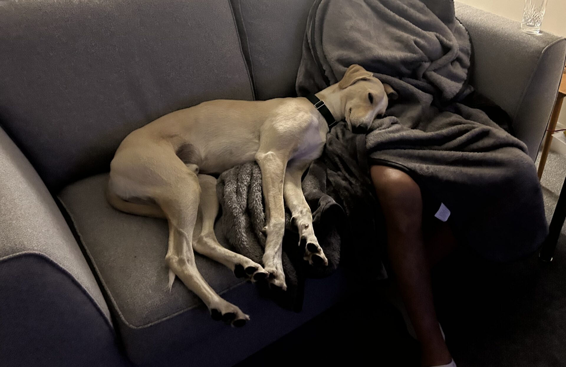 A tan lurcher dog is lying on a grey sofa, resting its head on a person who is covered with a grey blanket. The room is dimly lit, creating a cosy atmosphere—perfect for Mr Chips to relax and unwind.