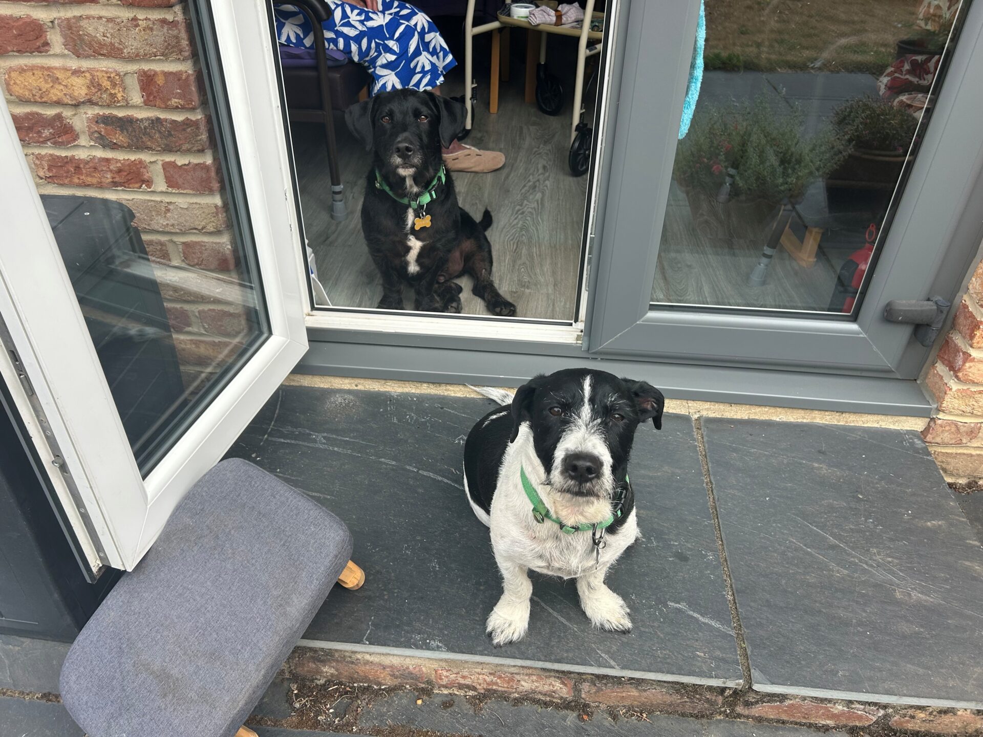 Two dogs sit by a glass door. One black dog is inside, looking out, while a black and white dog sits on a stone step outside. There's a small grey stool and visible brick and garden elements nearby.
