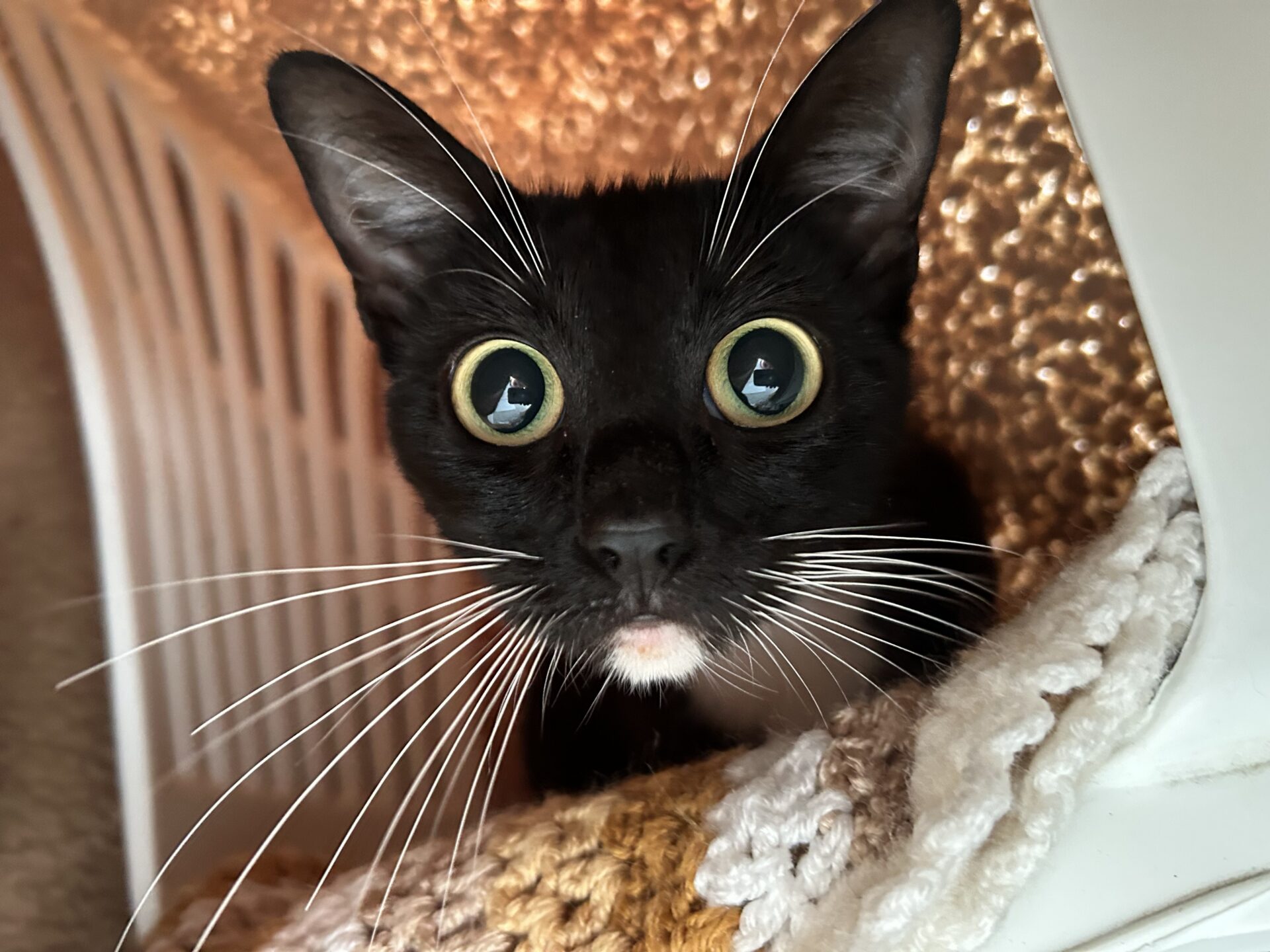 A black and white cat with wide green eyes and long white whiskers sits in a cosy, textured space, staring directly at the camera.