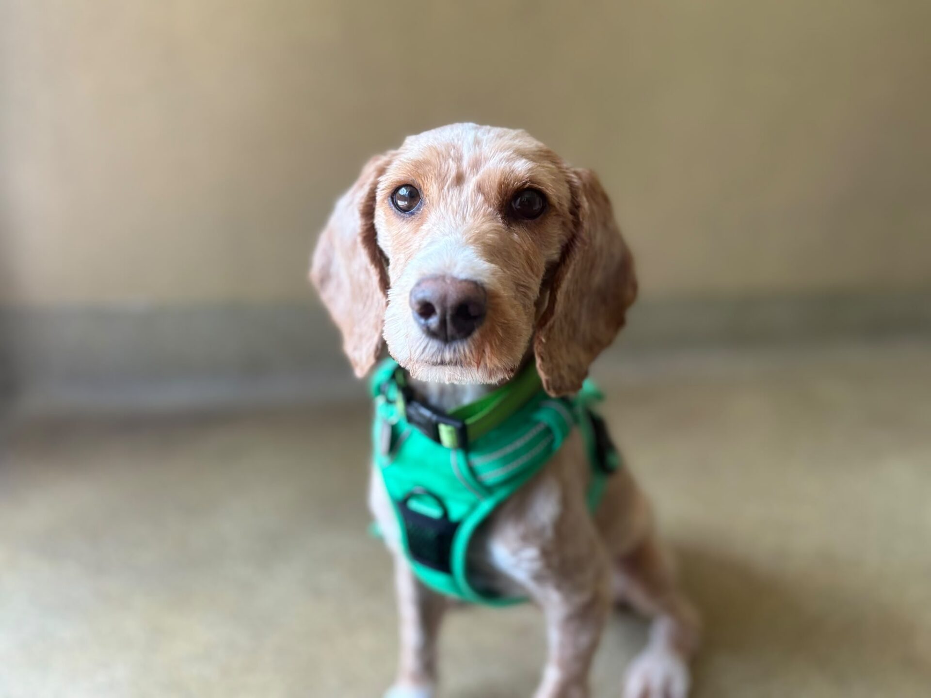 A light brown dog with short fur and floppy ears sits indoors, wearing a bright green harness and looking directly at the camera.