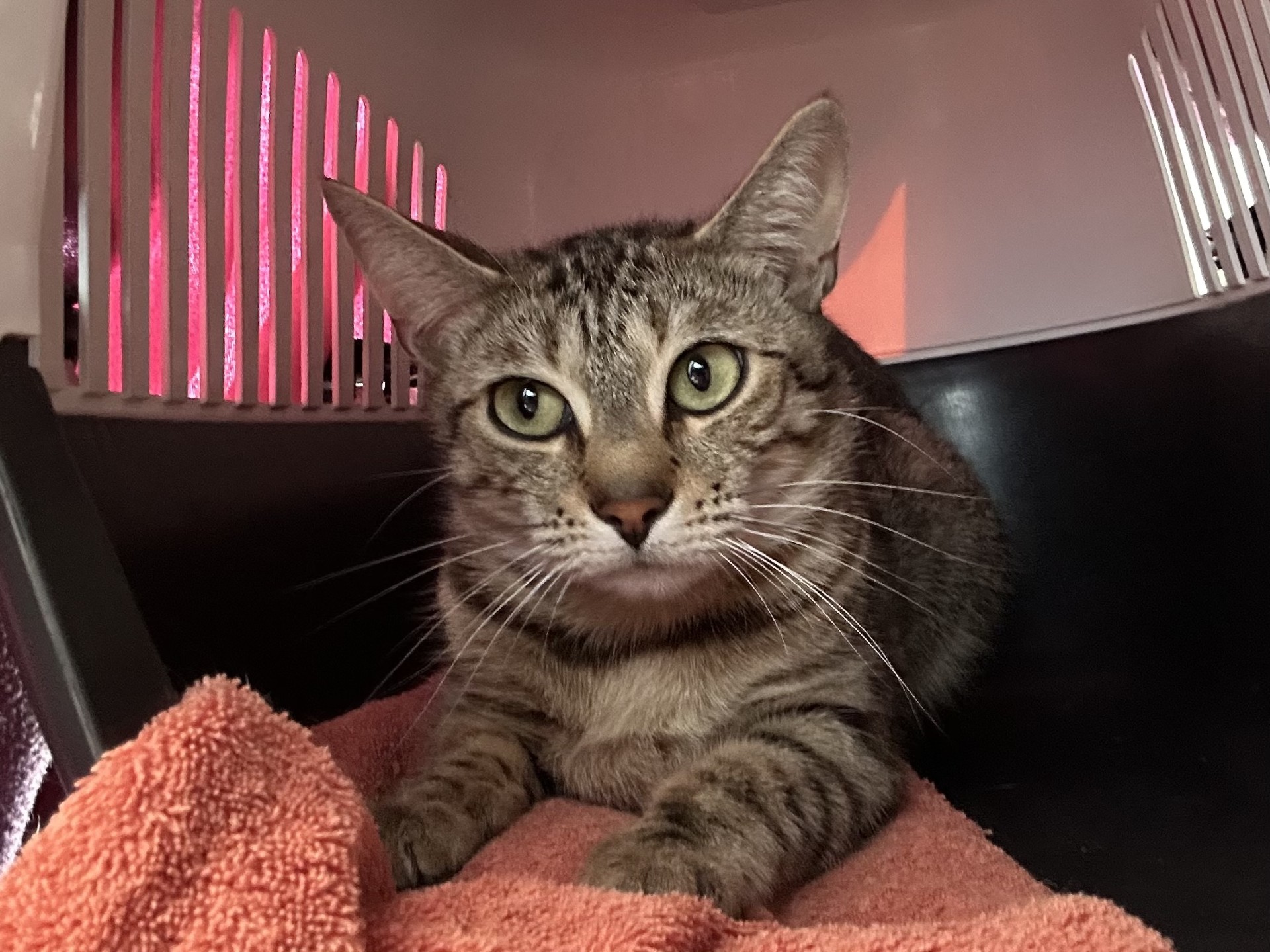 A tabby cat with green eyes lies on an orange towel inside a pet carrier, looking alert and slightly cautious. Light filters through the carrier’s sides, casting a pinkish hue on the background.