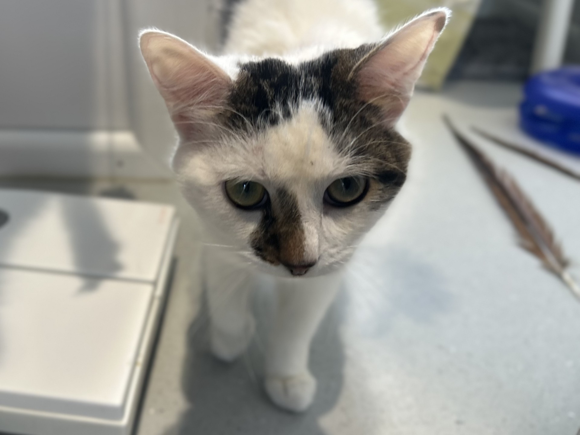 A white cat with dark brown and black markings on its head and face looks directly at the camera whilst standing on a light-coloured floor indoors.