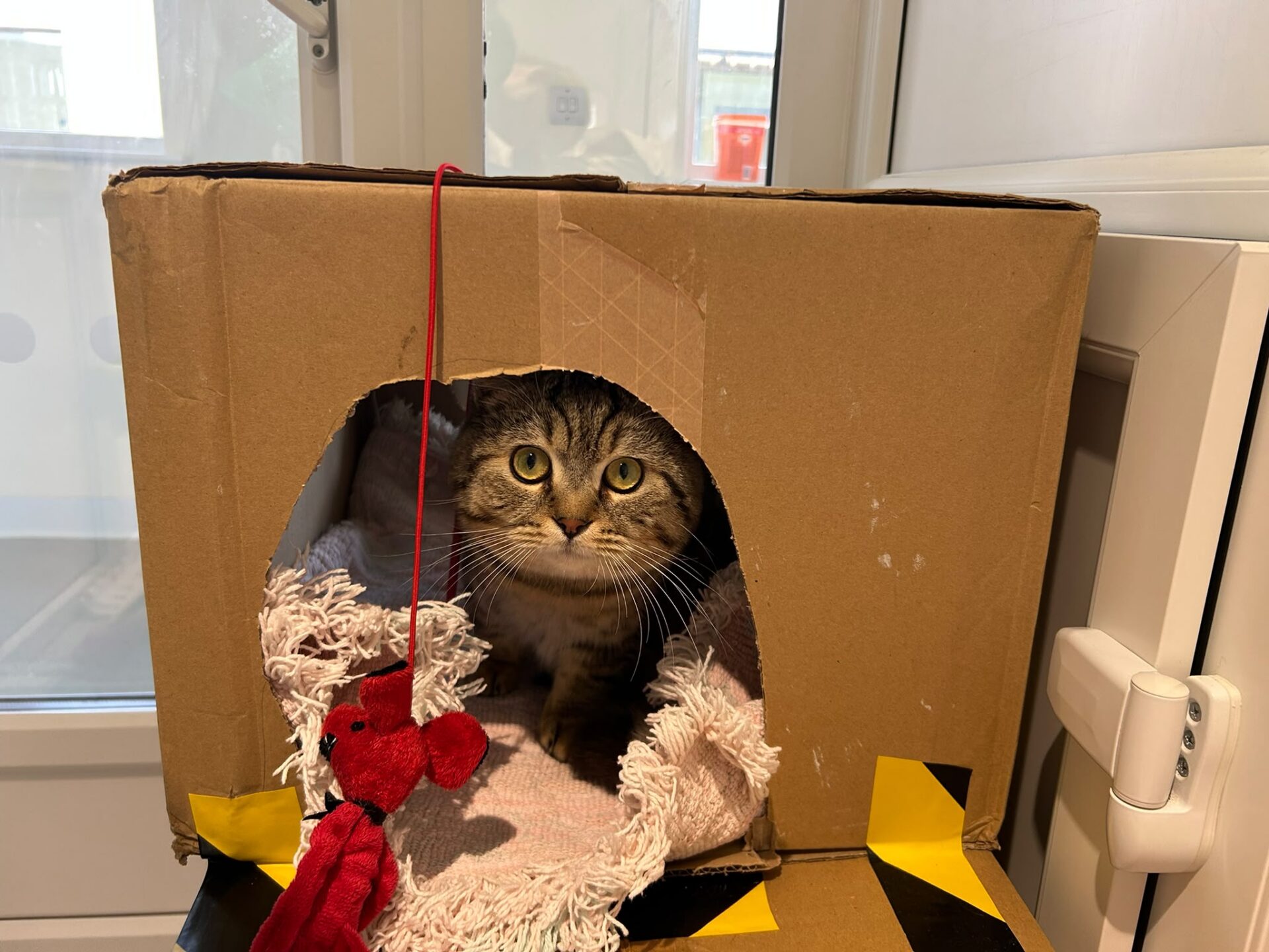 A tabby cat sits inside a cardboard box with a round cut-out entrance, surrounded by a soft blanket. A red toy hangs at the entrance. The box has black and yellow tape on the corner and is placed near a window.