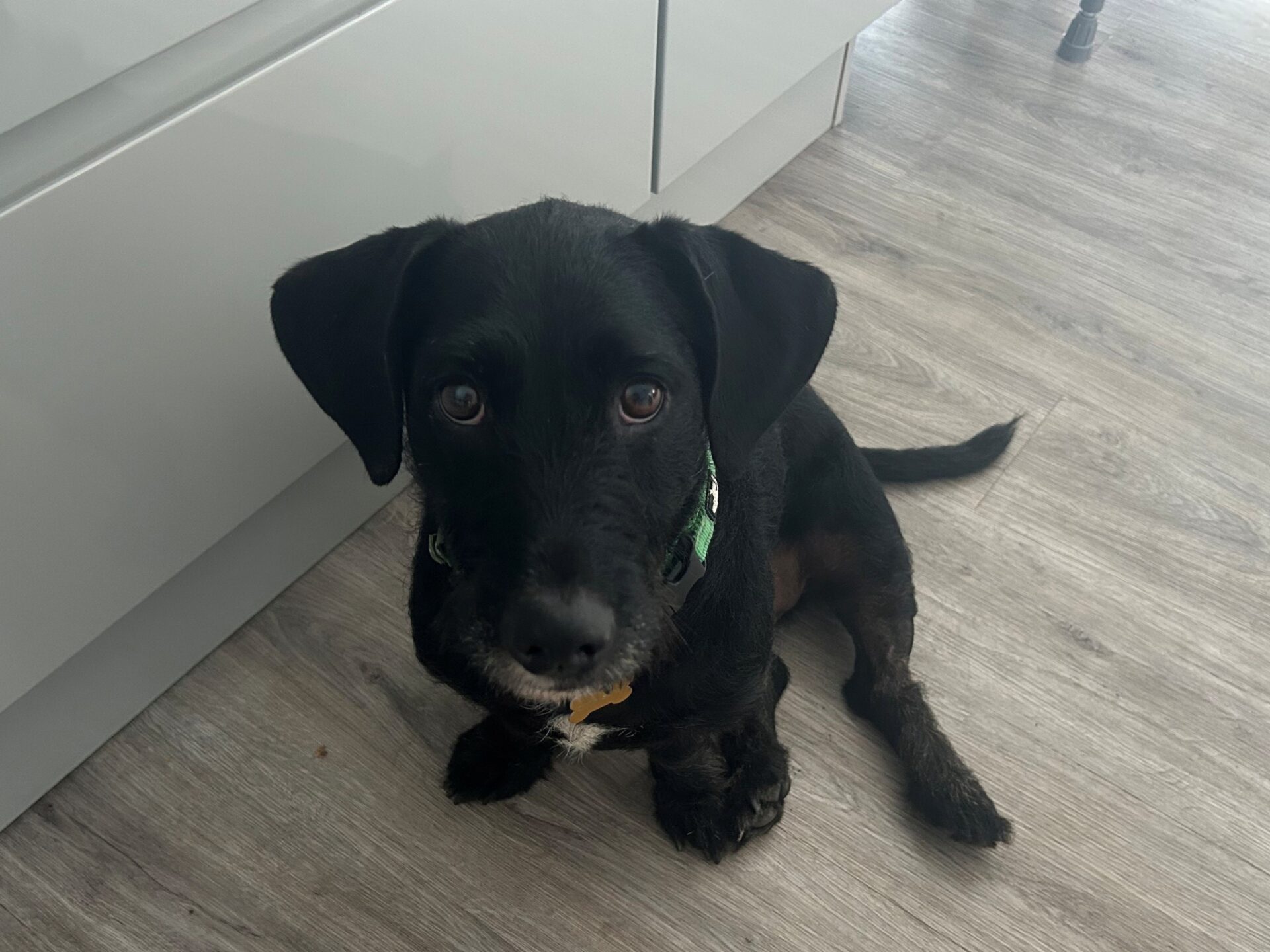 A black dog with a green collar sits on a light wood floor, looking up at the camera with wide eyes. White cupboards are visible in the background.