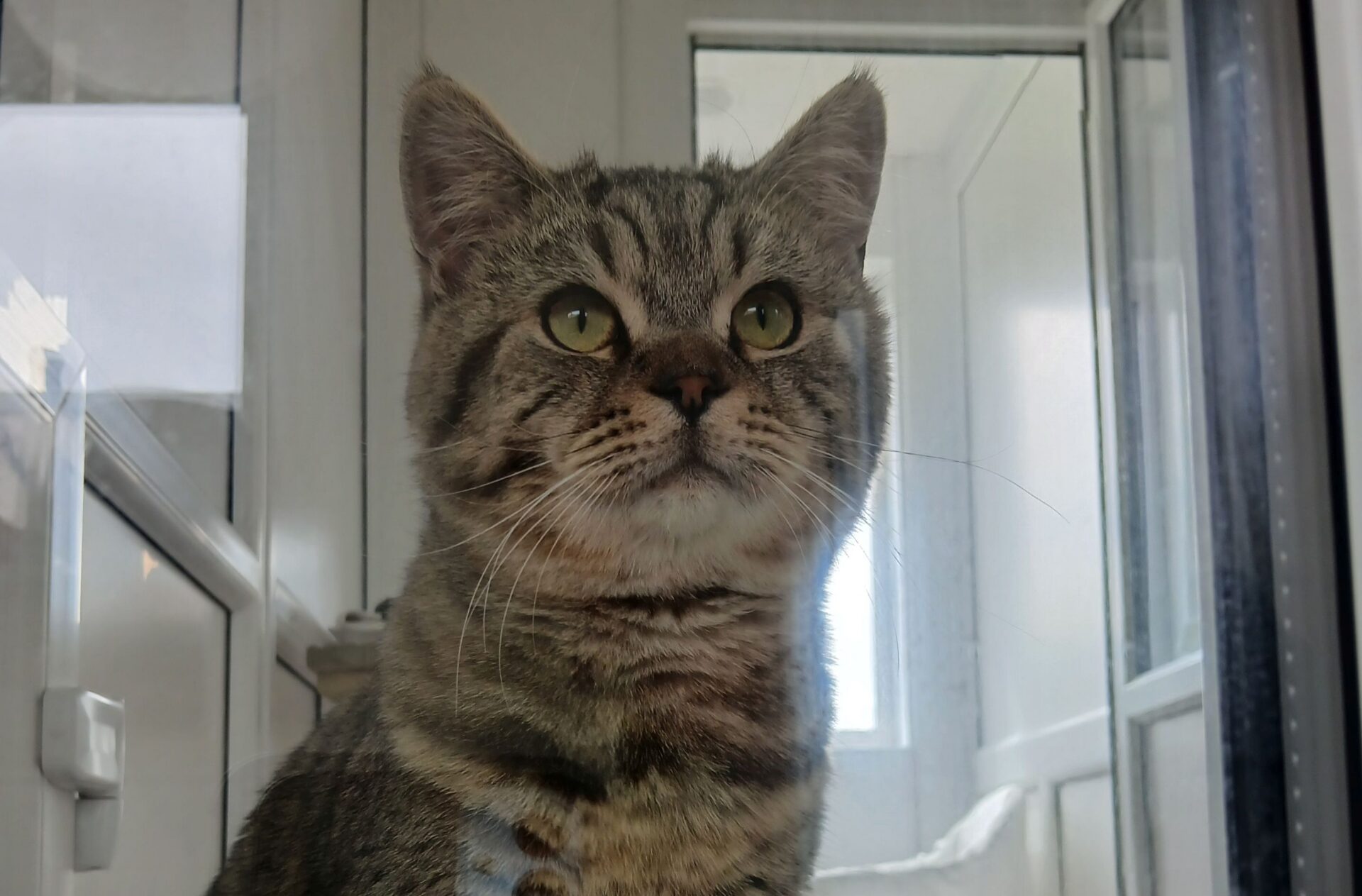 A tabby cat with green eyes sits indoors, looking up. The background shows a white room with cupboards and a window.