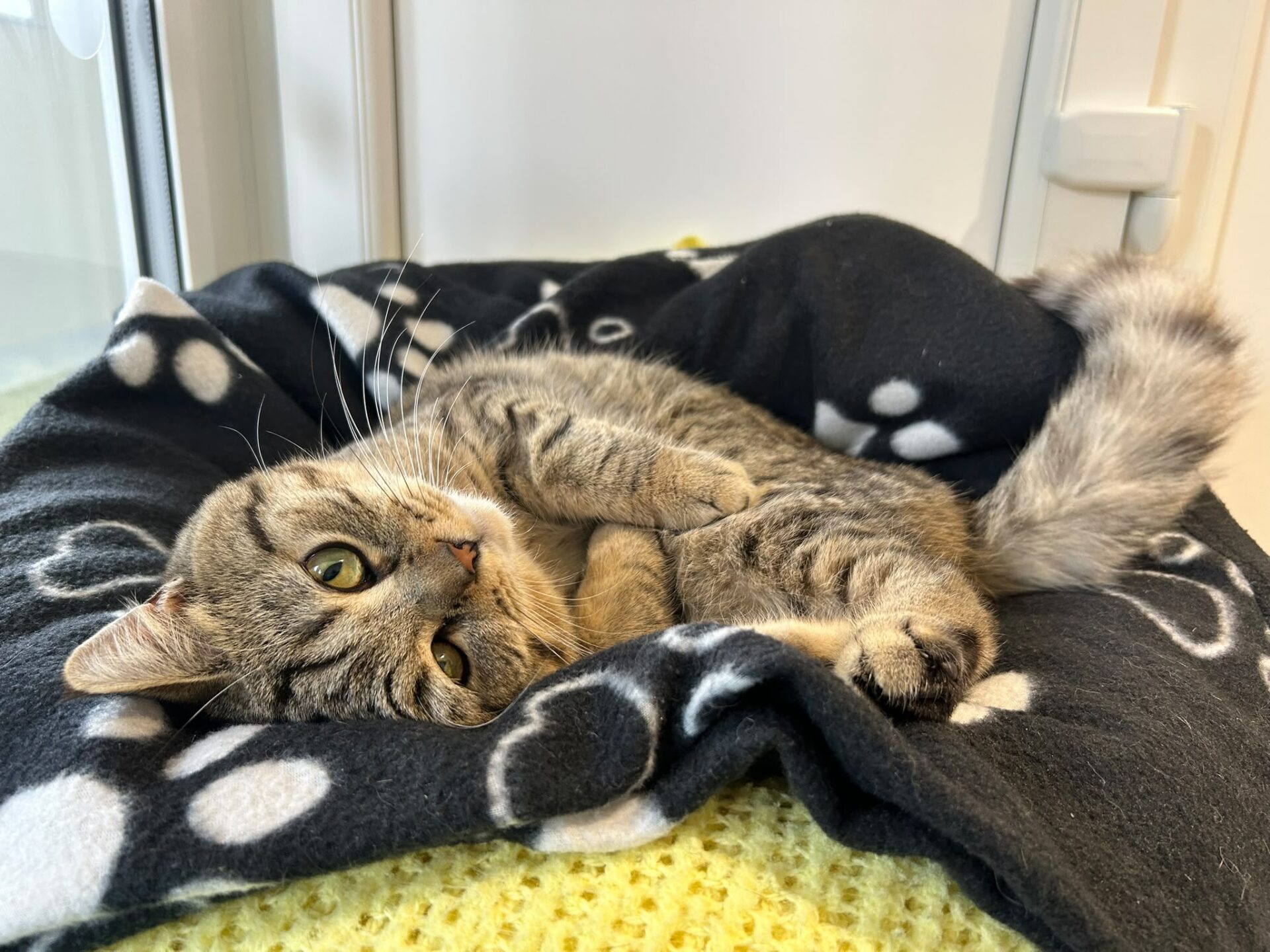 A tabby cat with green eyes lies on its side on a black and white paw-print blanket, looking at the camera. The blanket rests on a yellow textured surface near a window.