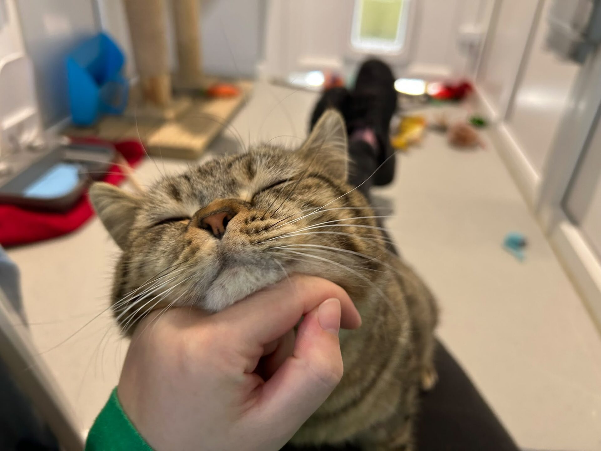 A person scratches a tabby cat’s chin, making the cat close its eyes and smile contentedly. The background shows a bright indoor space with cat toys and furniture.